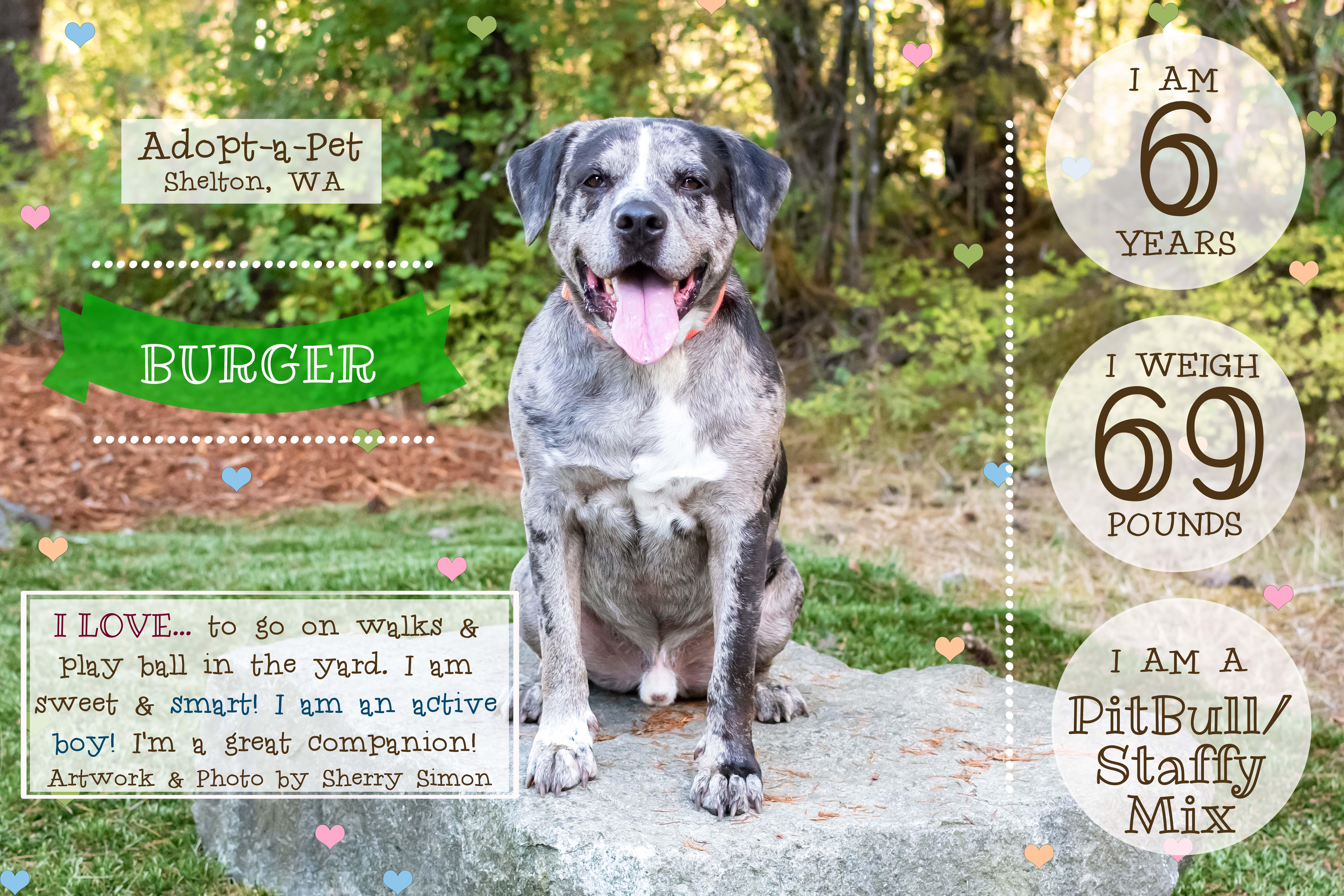 Enlarge BURGER, a Adoptable mixed breed in Shelton, WA image 2/6