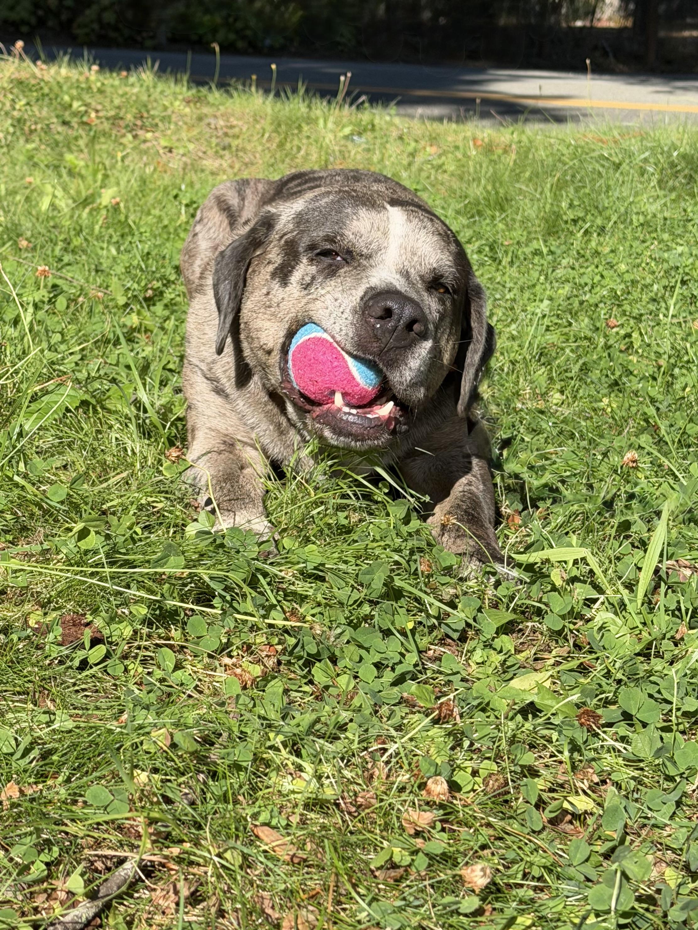 Enlarge BURGER, a Adoptable mixed breed in Shelton, WA image 5/6