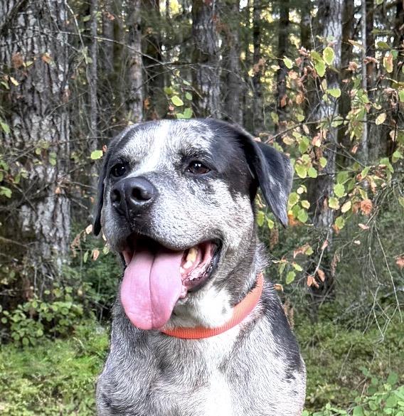 Enlarge BURGER, a Adoptable mixed breed in Shelton, WA image 3/6