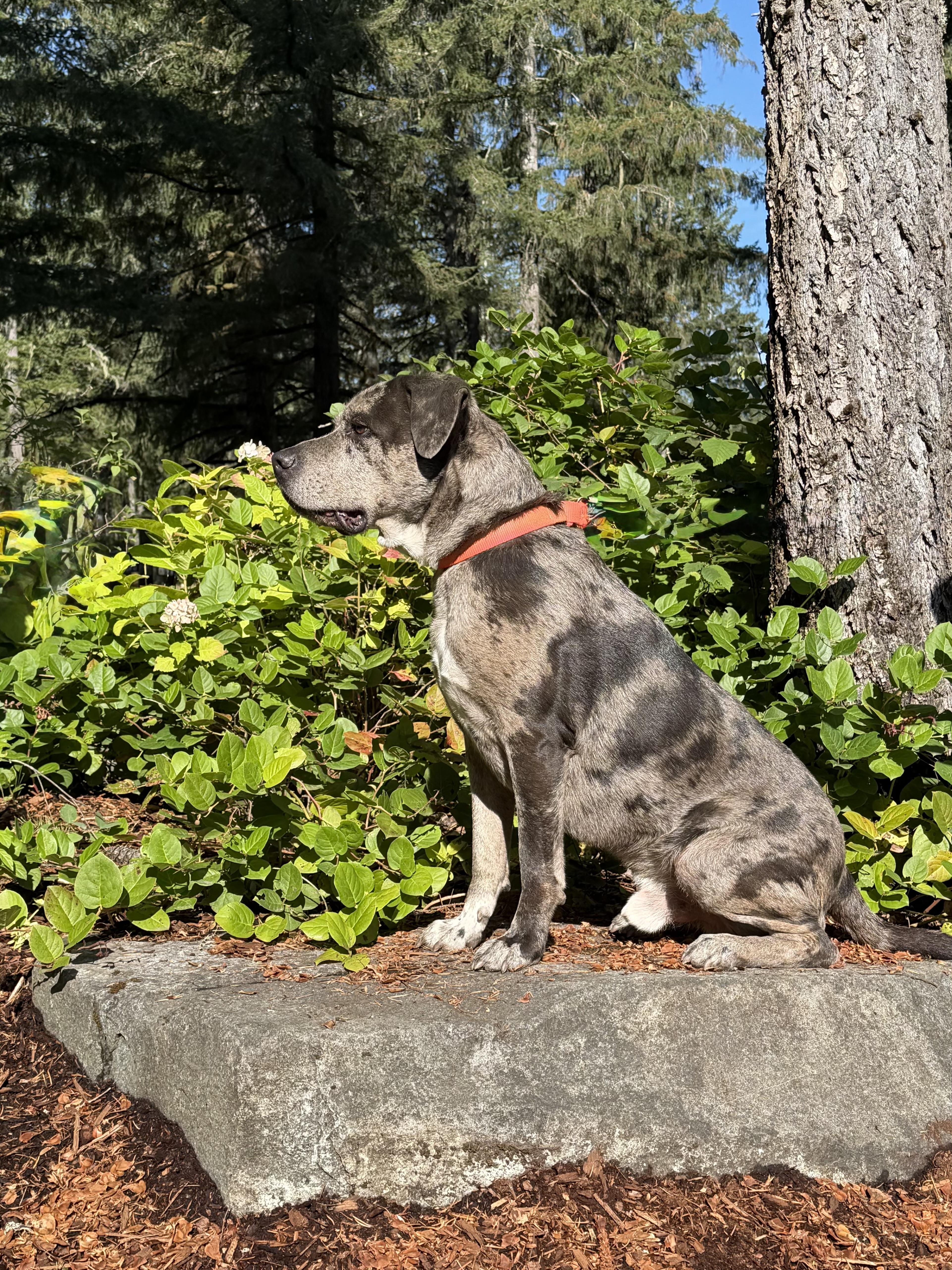 Enlarge BURGER, a Adoptable mixed breed in Shelton, WA image 6/6