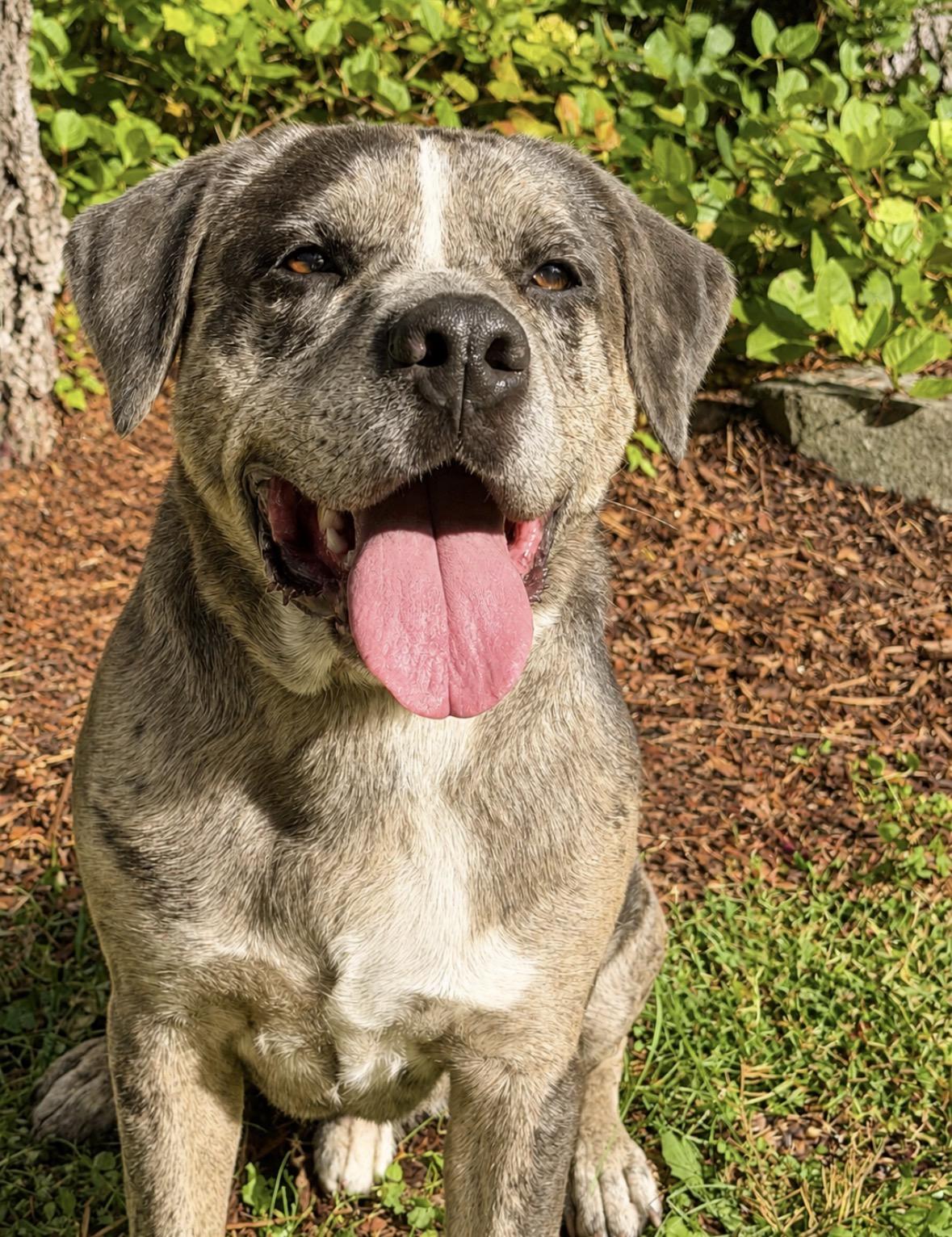 Enlarge BURGER, a Adoptable mixed breed in Shelton, WA image 2/6