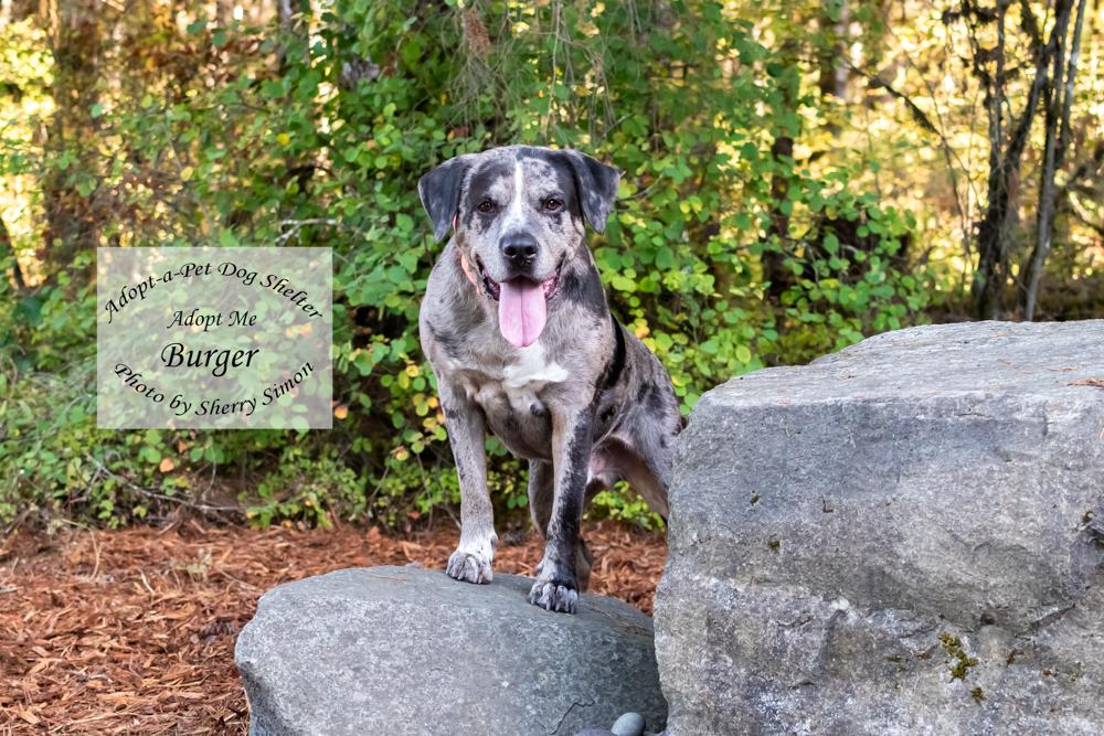 Enlarge BURGER, a Adoptable mixed breed in Shelton, WA image 6/6