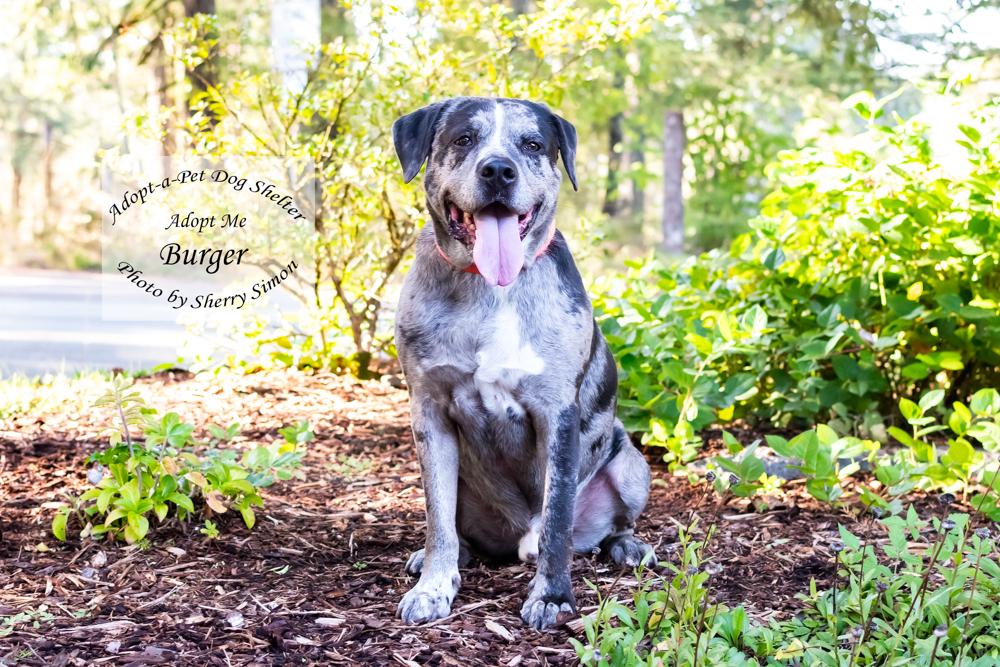 Enlarge BURGER, a Adoptable mixed breed in Shelton, WA image 5/6
