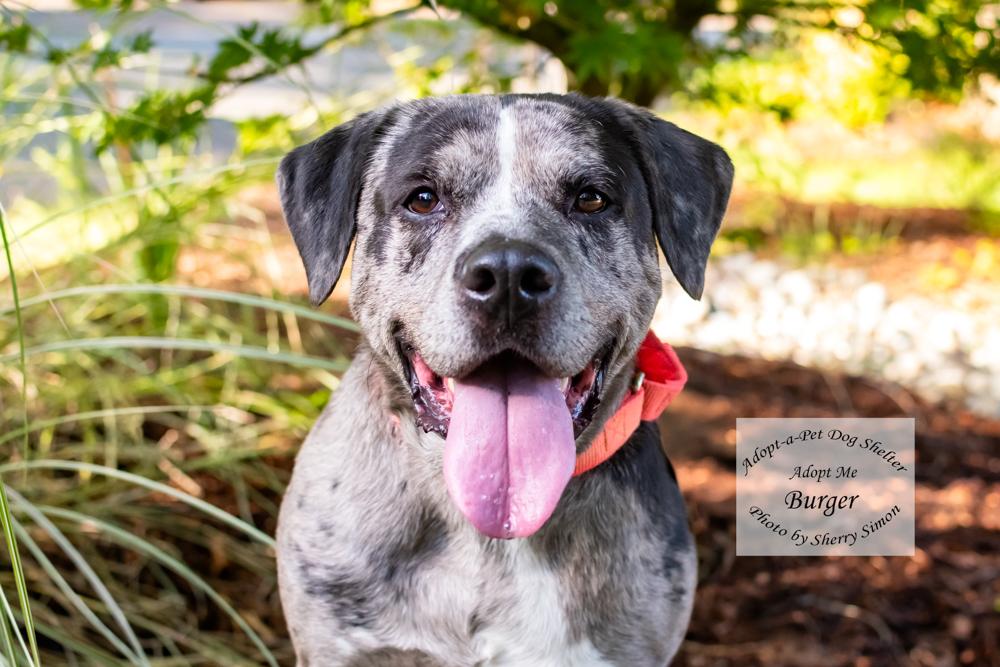 Enlarge BURGER, a Adoptable mixed breed in Shelton, WA image 1/6