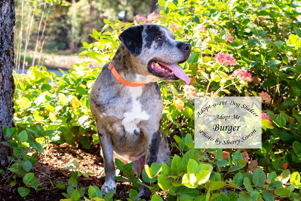 Enlarge BURGER, a Adoptable mixed breed in Shelton, WA image 4/6
