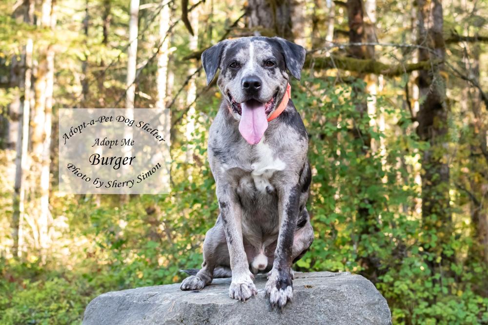 Enlarge BURGER, a Adoptable mixed breed in Shelton, WA image 3/6