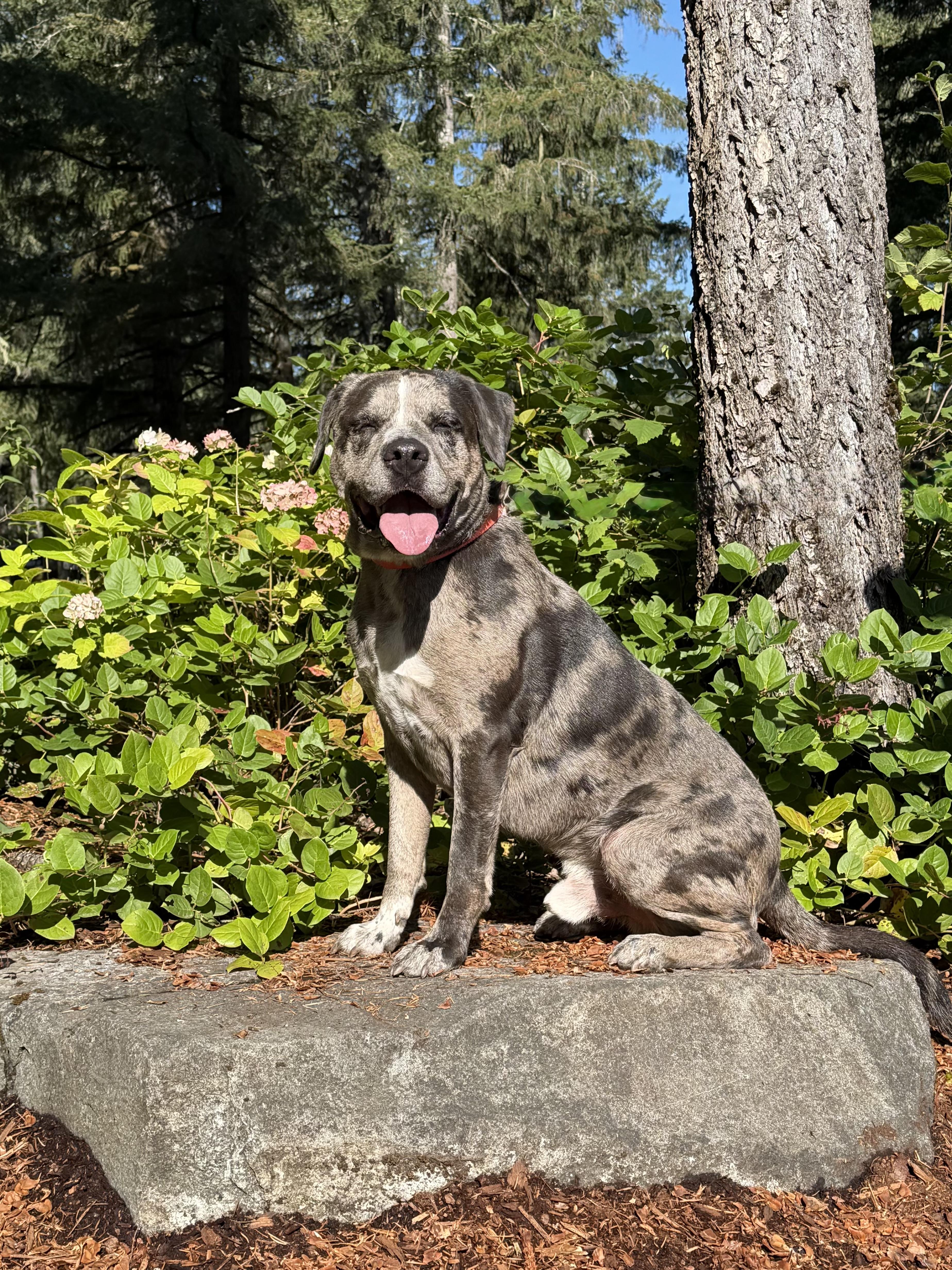 Enlarge BURGER, a Adoptable mixed breed in Shelton, WA image 1/6