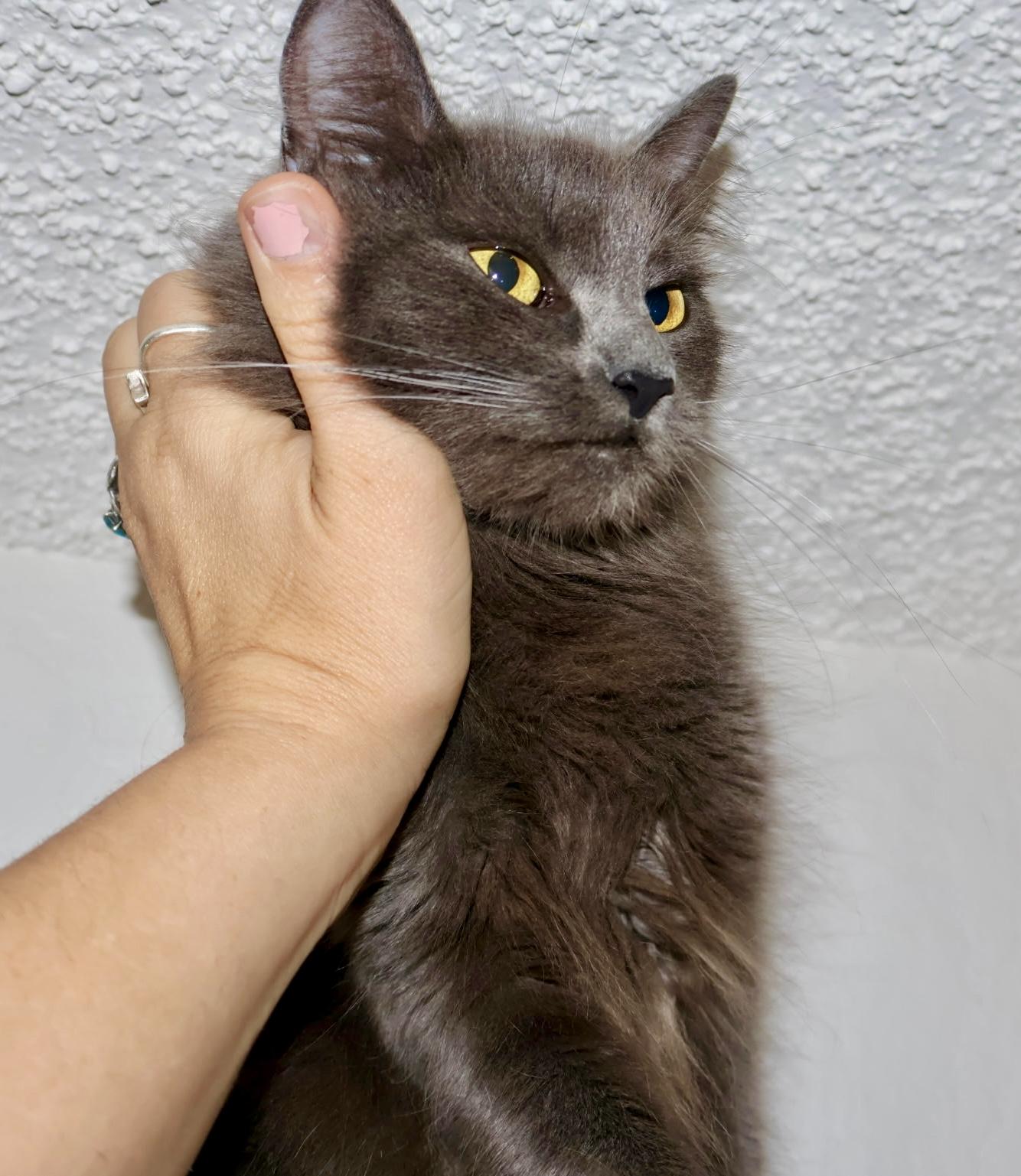 Enlarge Guinevere, a Adoptable Russian Blue in San Juan Capistrano, CA image 3/4