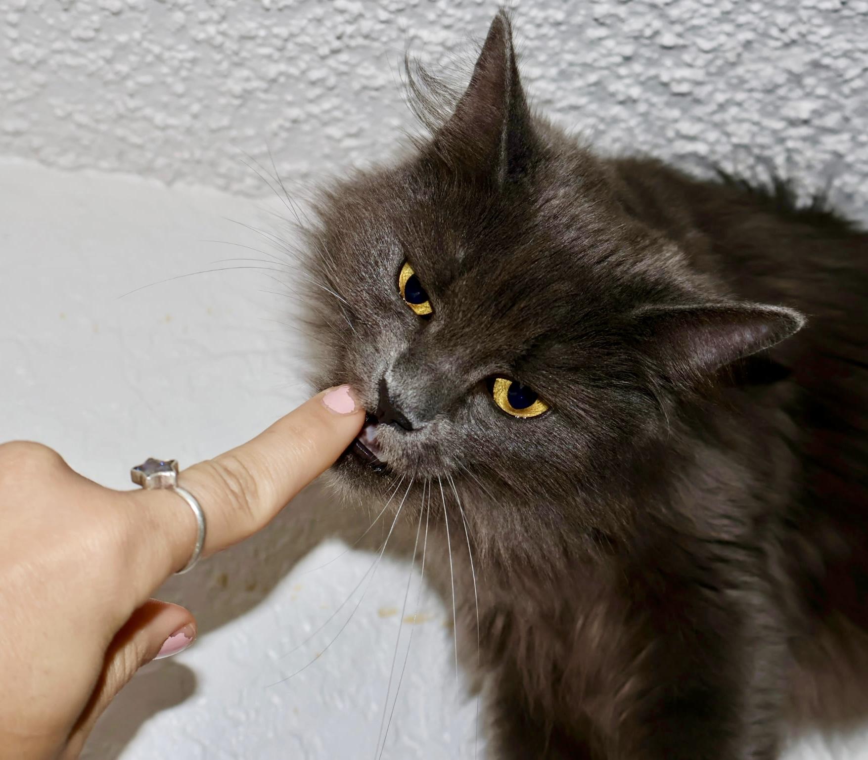 Enlarge Guinevere, a Adoptable Russian Blue in San Juan Capistrano, CA image 4/4
