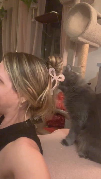 Enlarge Guinevere, a Adoptable Russian Blue in San Juan Capistrano, CA video 2/4