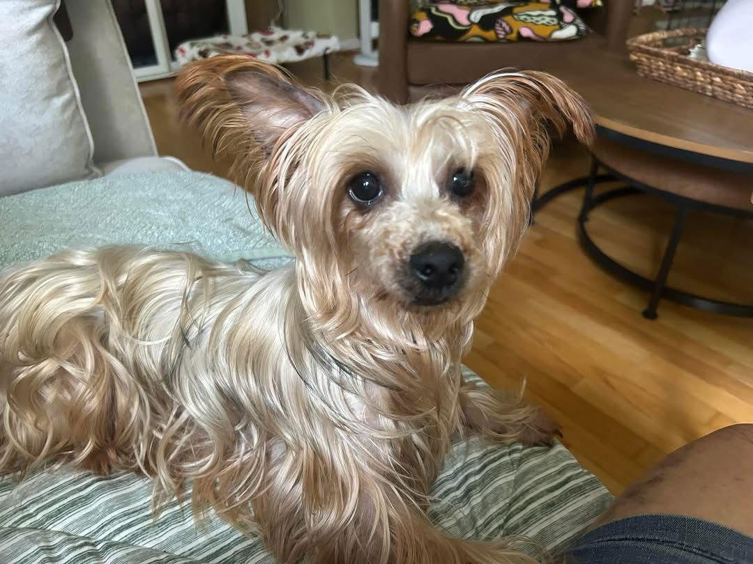 Enlarge Pixie, a Adopted Yorkshire Terrier in Columbia, MD image 1/3