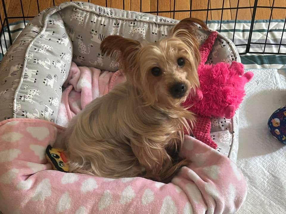 Enlarge Pixie, a Adopted Yorkshire Terrier in Columbia, MD image 2/3