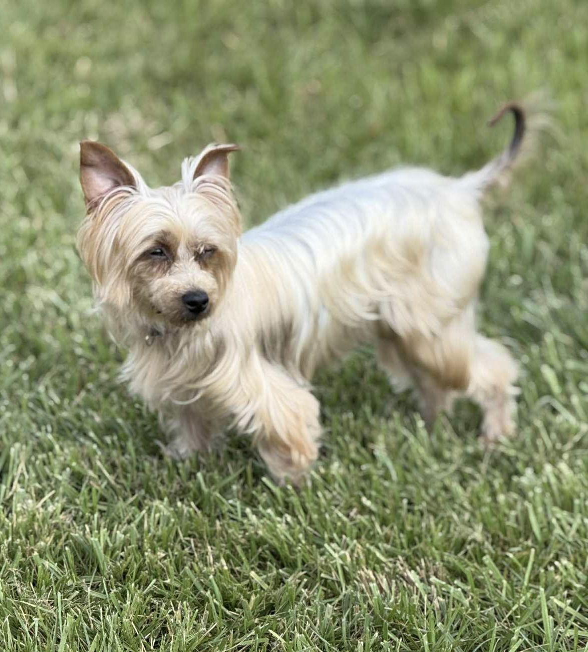 Enlarge Pixie, a Adopted Yorkshire Terrier in Columbia, MD image 3/3