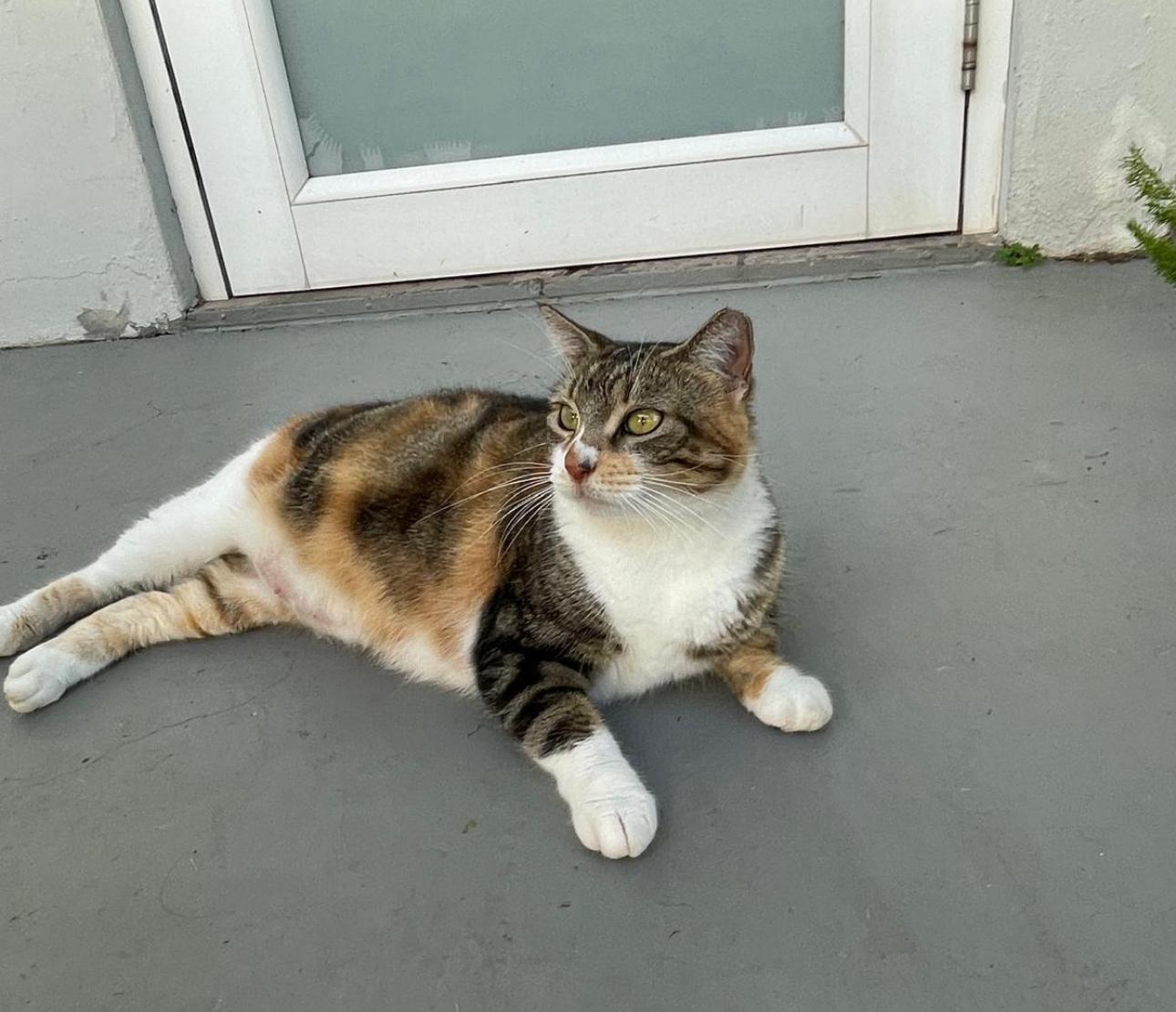 Enlarge MAGGIE aka MAMA, a Adoptable mixed breed in Washington, DC image 5/6