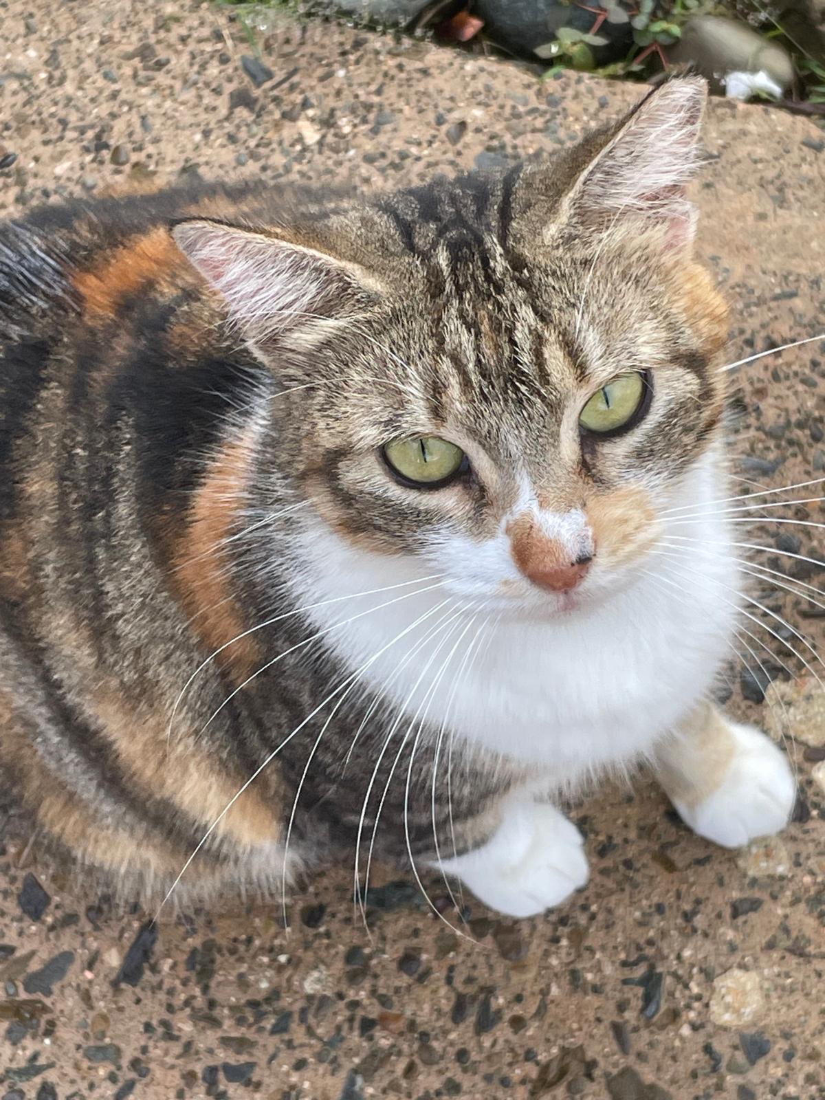 MAGGIE aka MAMA, Adoptable, Adult Female Calico & Tortoiseshell.