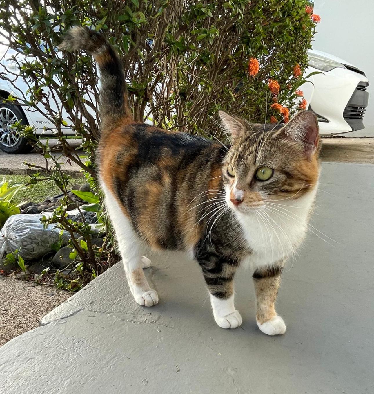 Enlarge MAGGIE aka MAMA, a Adoptable mixed breed in Washington, DC image 4/6