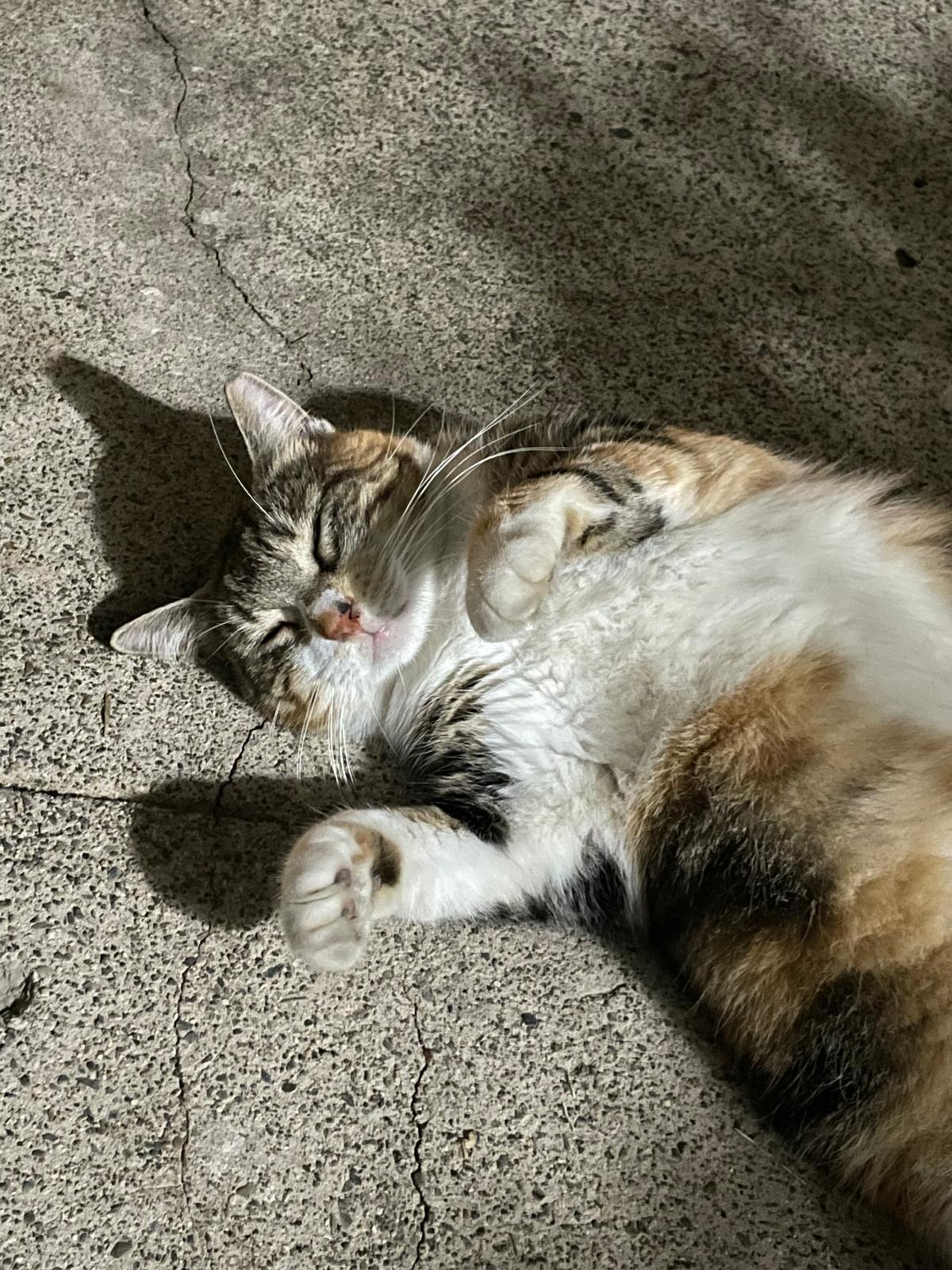 Enlarge MAGGIE aka MAMA, a Adoptable mixed breed in Washington, DC image 6/6