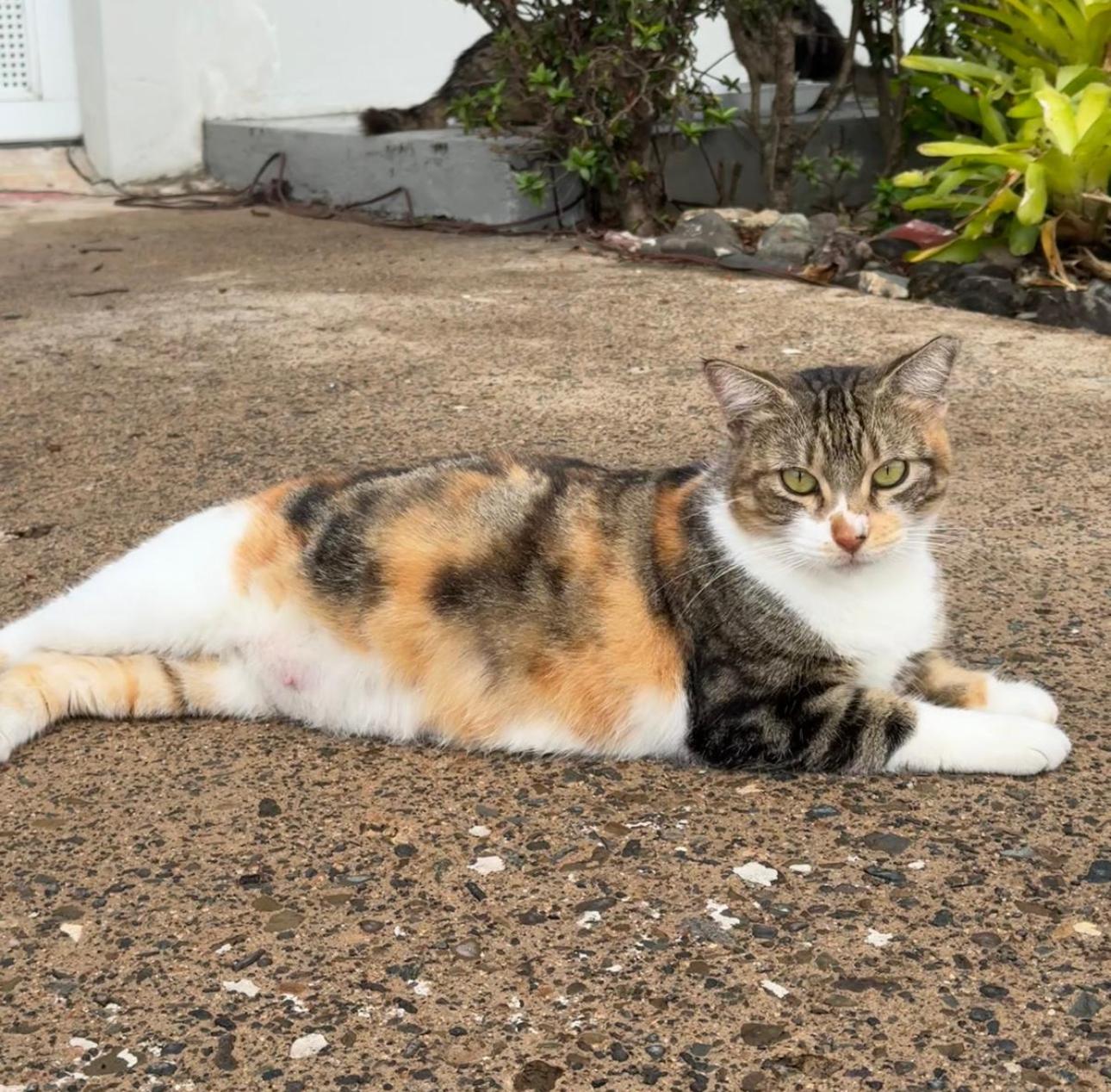 MAGGIE aka MAMA, Adoptable, Adult Female Calico & Tortoiseshell.