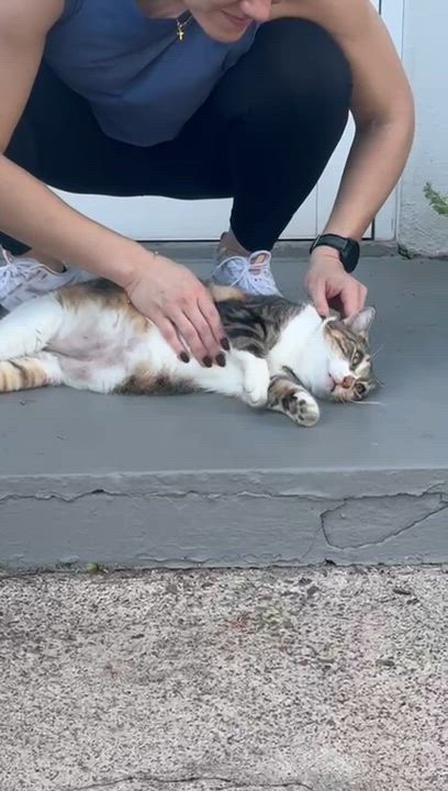 Enlarge MAGGIE aka MAMA, a Adoptable mixed breed in Washington, DC video 3/6