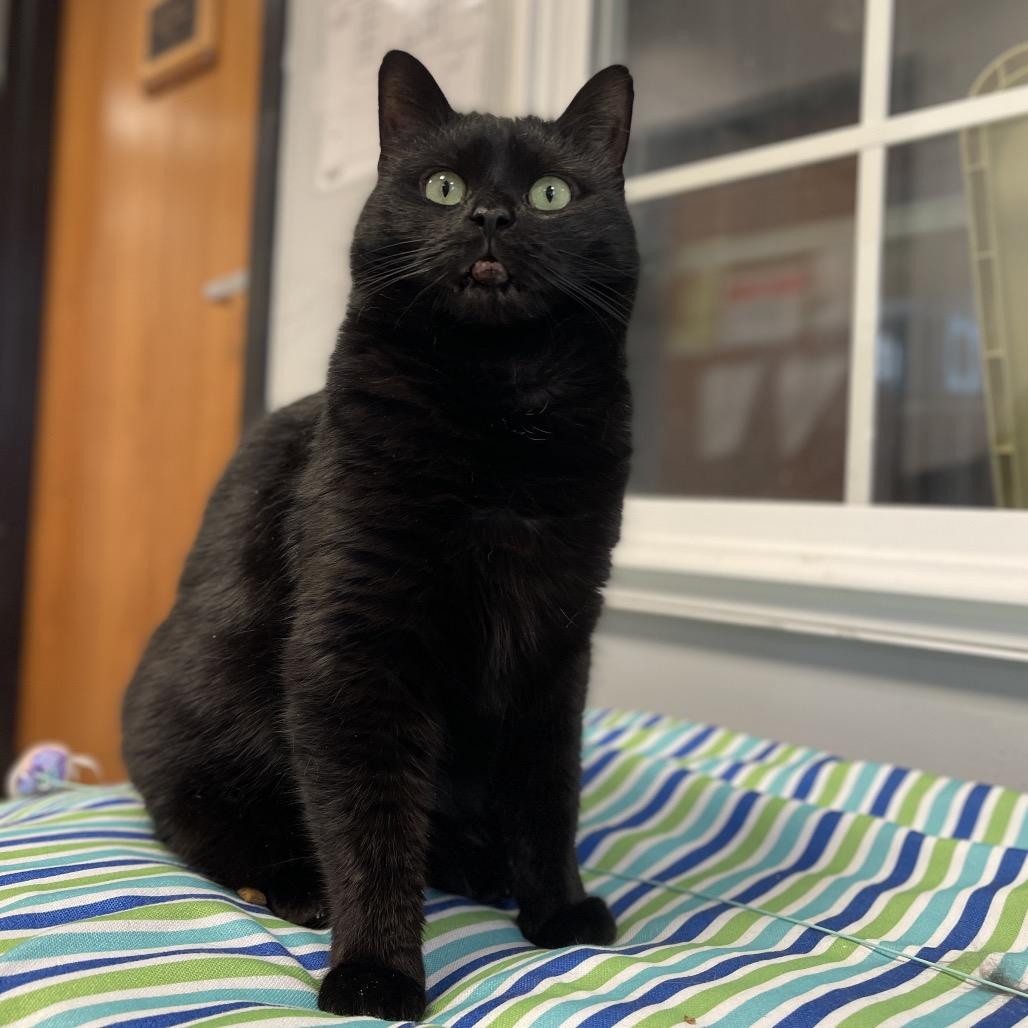 Enlarge Sunday, a Adoptable Domestic Short Hair in Walden, NY image 1/3