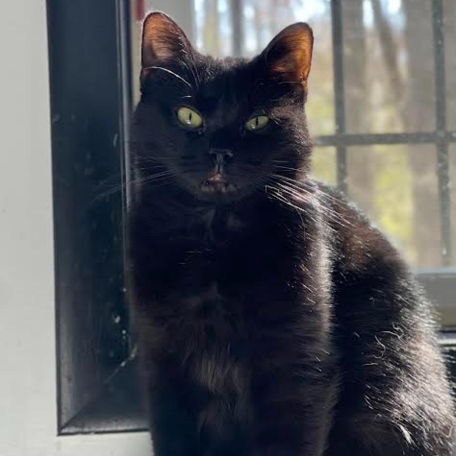 Sunday, Adoptable, Adult Female Domestic Short Hair.