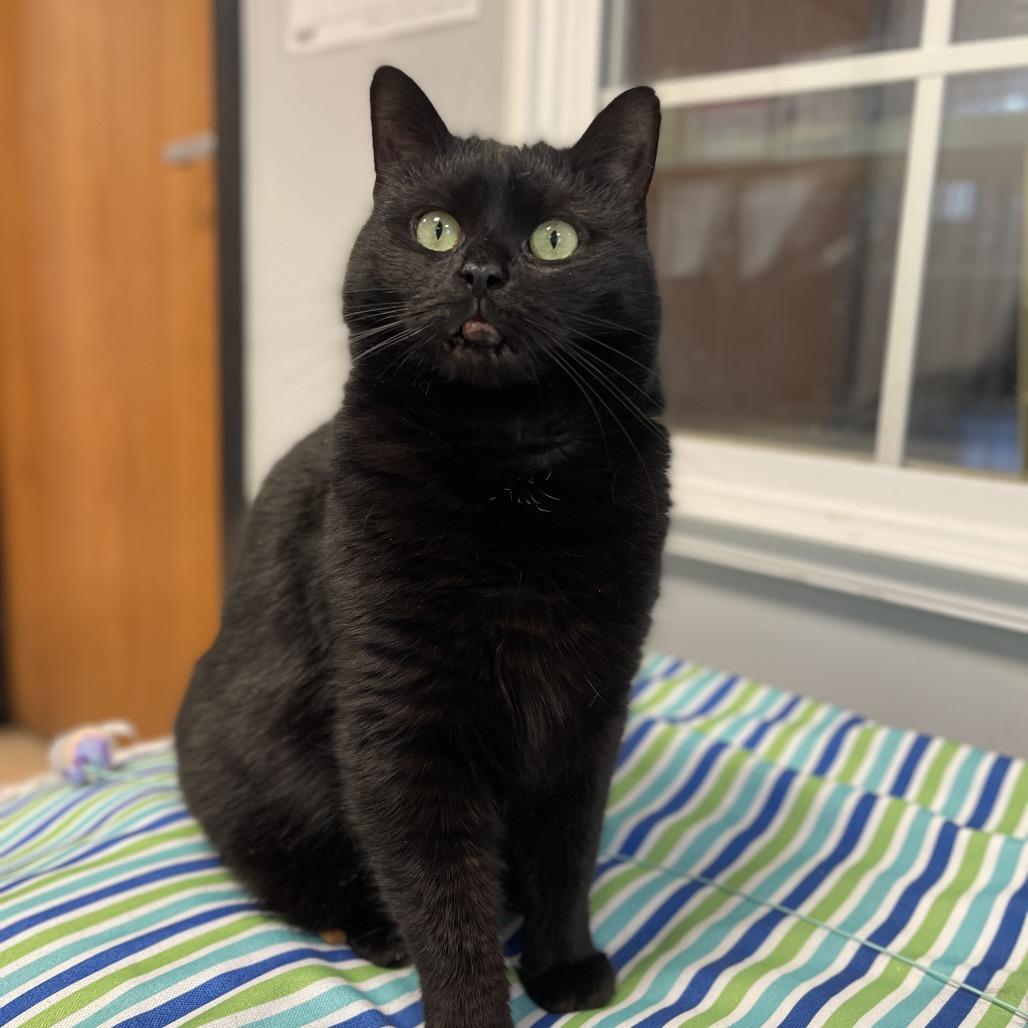 Enlarge Sunday, a Adoptable Domestic Short Hair in Walden, NY image 3/3