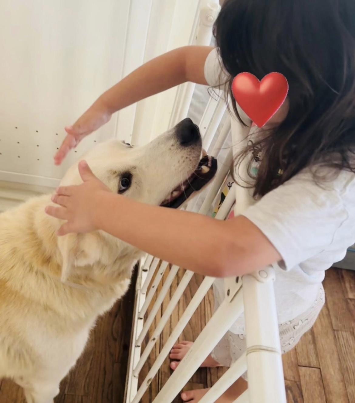 Enlarge Koda, a Adoptable mixed breed in La Grande, OR image 5/6