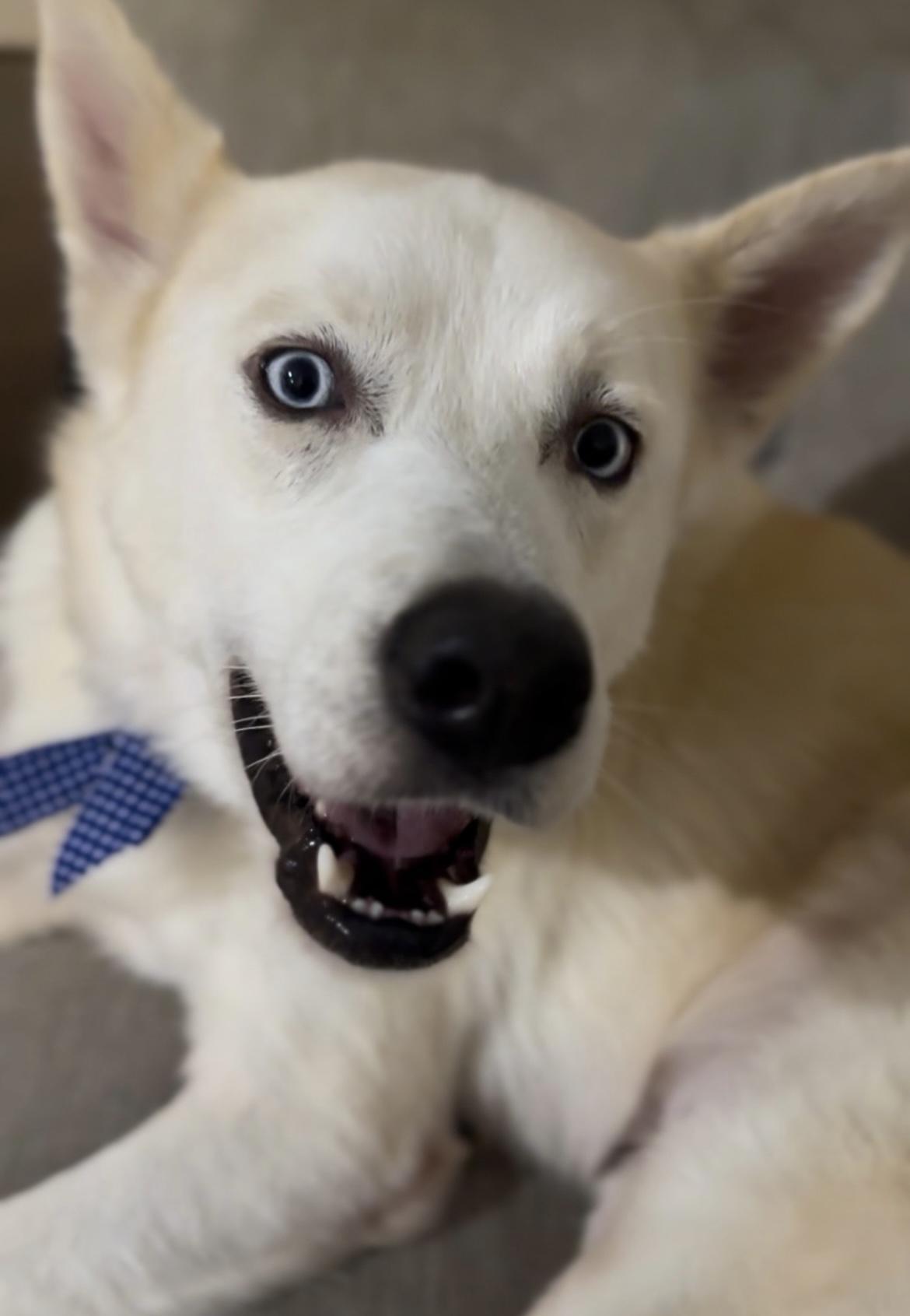 Enlarge Koda, a Adoptable mixed breed in La Grande, OR image 2/6