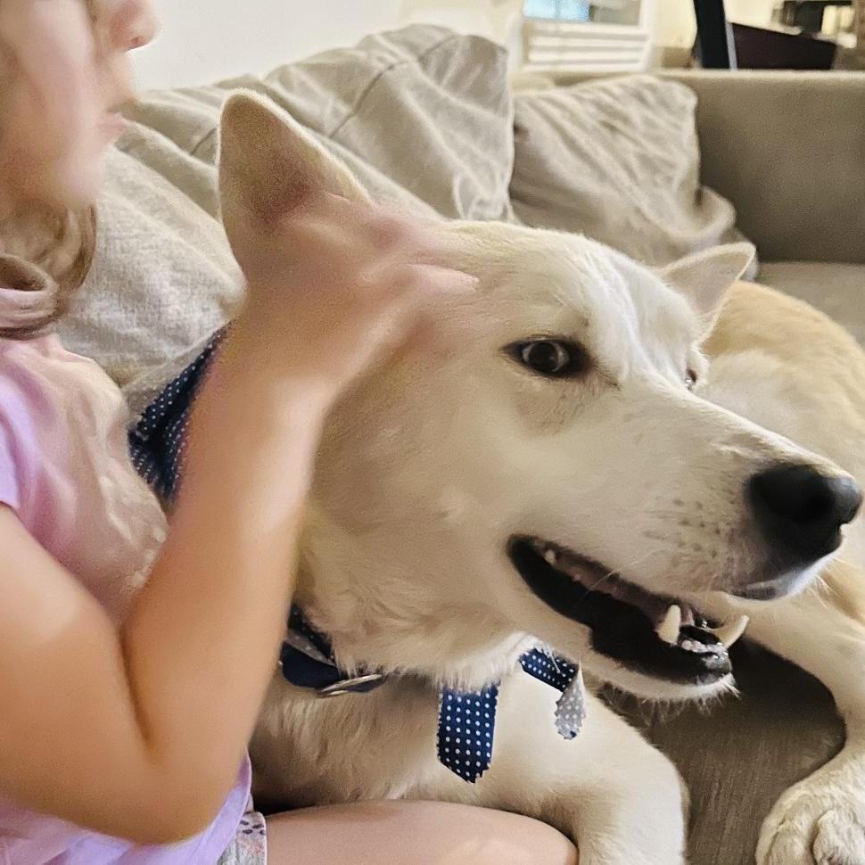 Enlarge Koda, a Adoptable mixed breed in La Grande, OR image 1/6