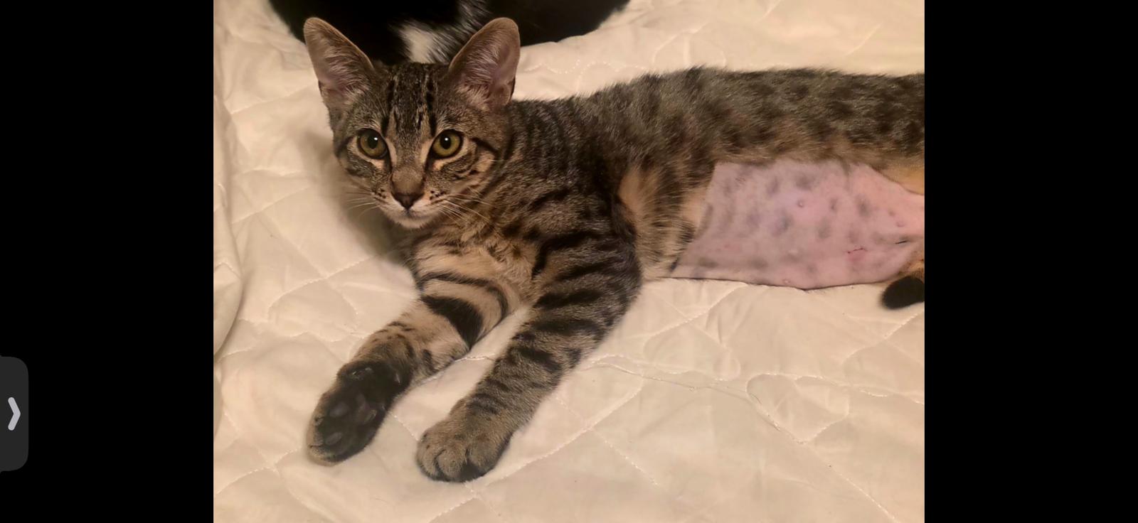 Enlarge Bailey, a Adoptable Domestic Short Hair in Visalia, CA image 1/1