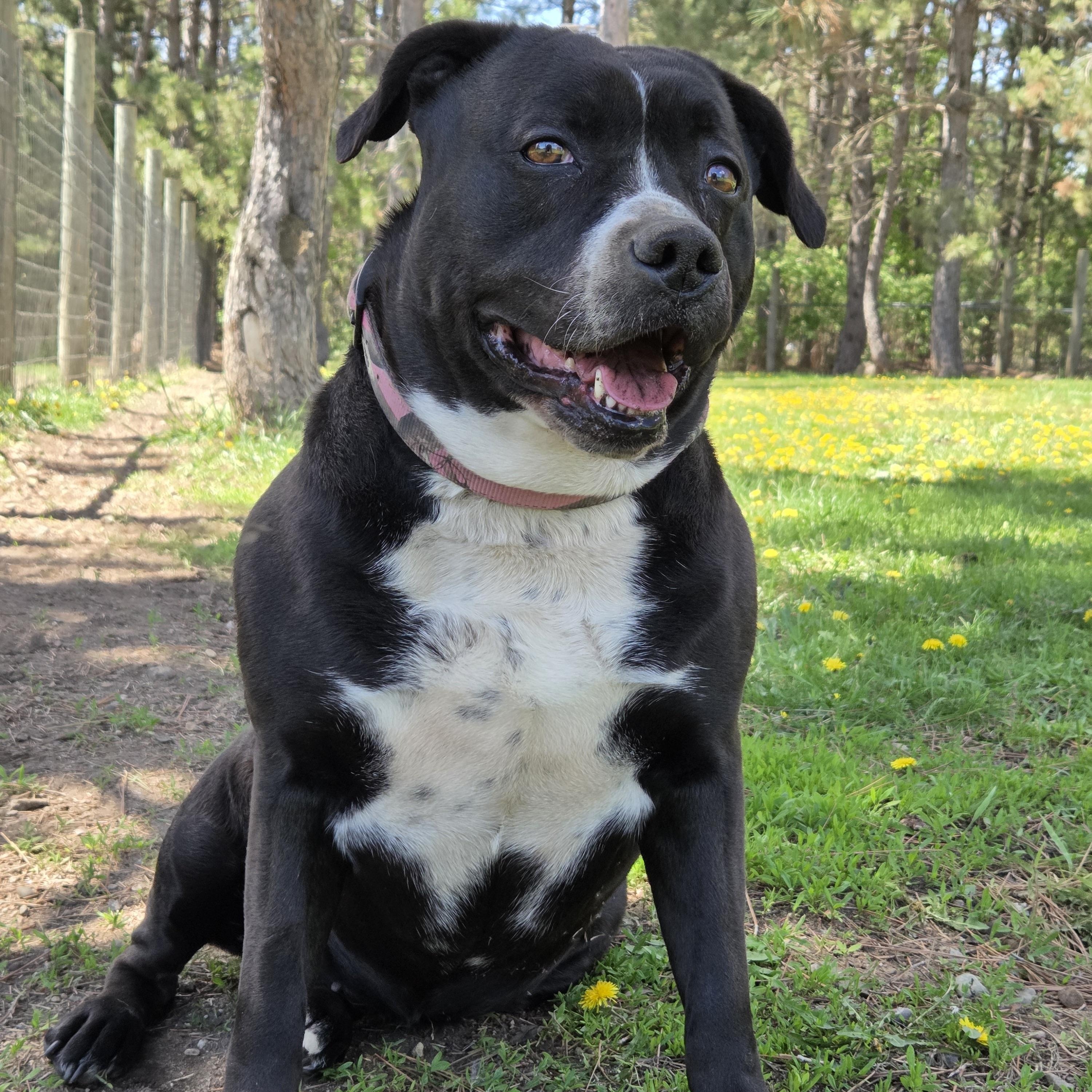 Kira, an adoptable mixed breed in Park Rapids, MN image 1/5