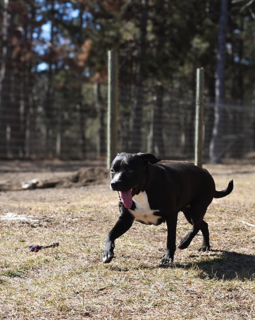 Kira, an adoptable American Bully in Park Rapids, MN, 56470 | Photo Image 2