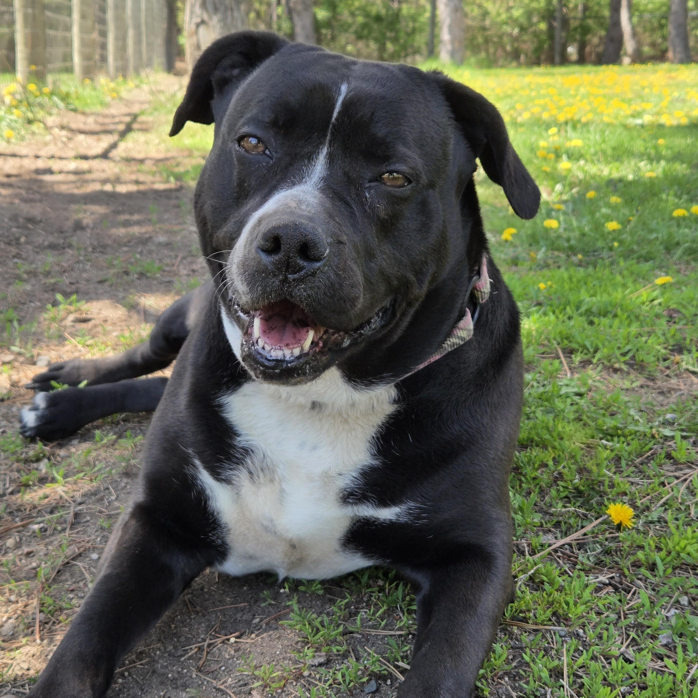 Kira, an adoptable mixed breed in Park Rapids, MN image 2/5