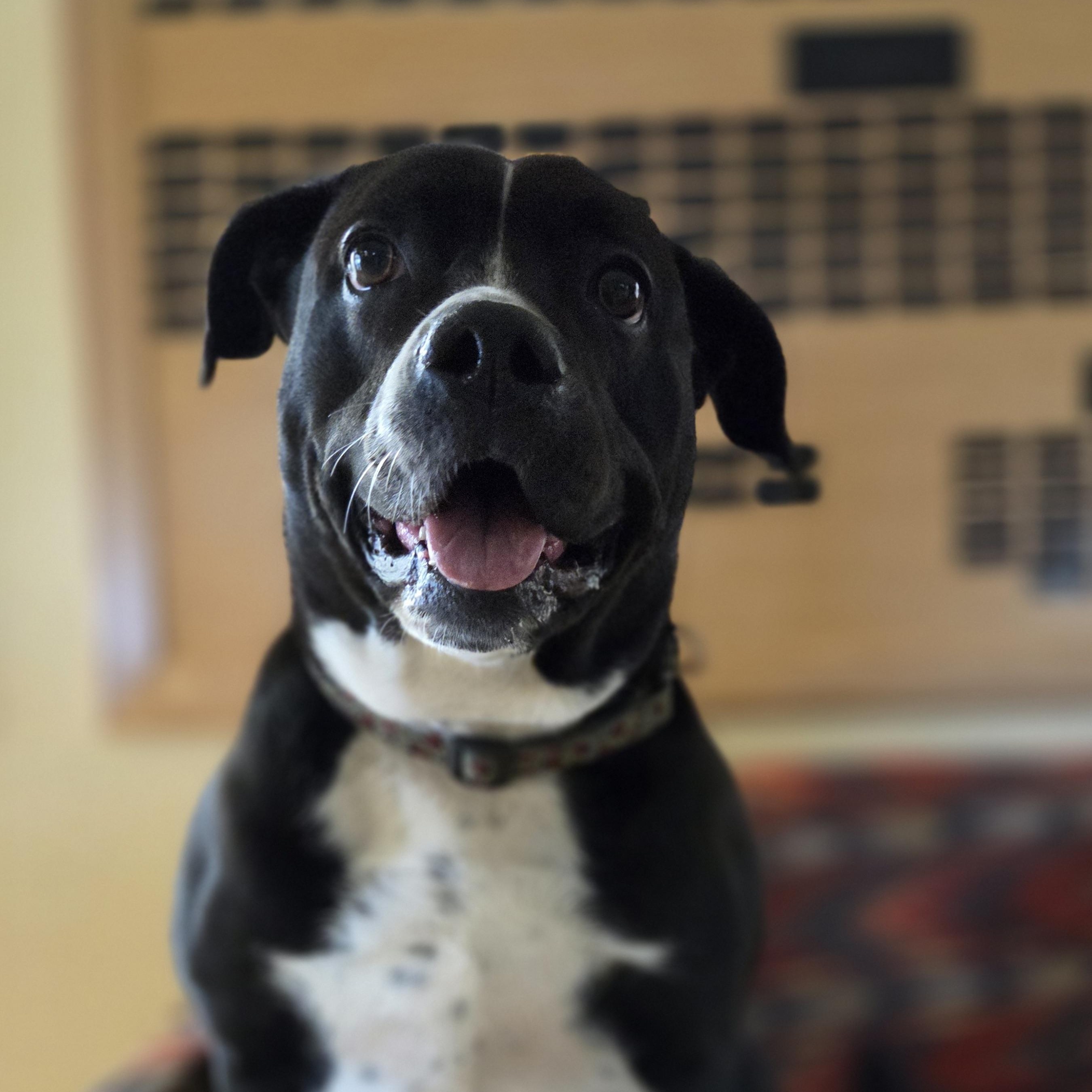 Kira, Adoptable, Adult Female American Bully.