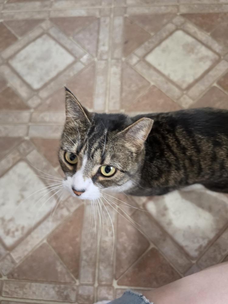 Dippy, Adoptable, Adult Female Domestic Short Hair.