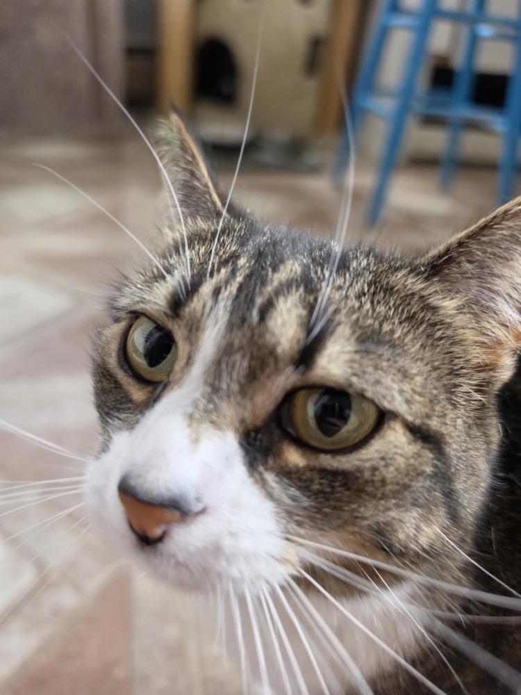 Enlarge Dippy, a Adoptable Domestic Short Hair in Skippack, PA image 2/3