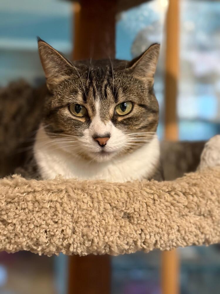 Enlarge Dippy, a Adoptable Domestic Short Hair in Skippack, PA image 3/3