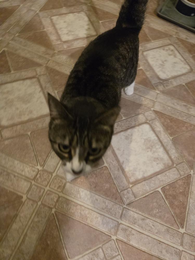 Dippy, Adoptable, Adult Female Domestic Short Hair.