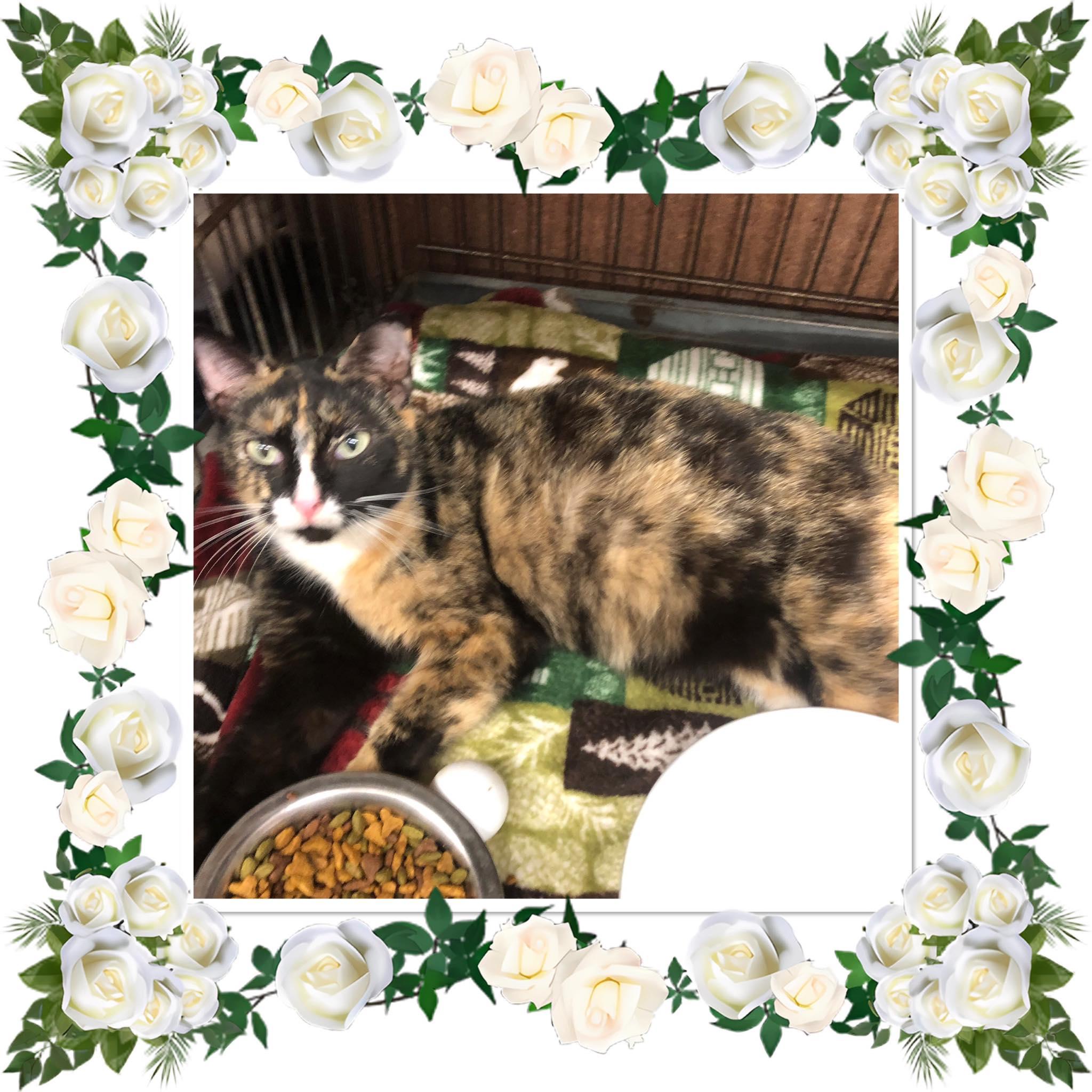 GEORGIA , ADOPTABLE, Adult Female Domestic Short Hair.