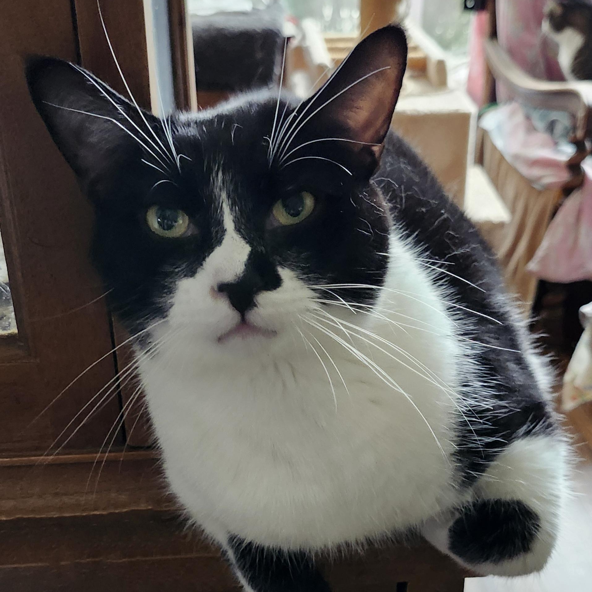 Hamish - Come Visit Me at PetValu - Port Union (Scarborough, Ontario), adoptable, Young Male Domestic Short Hair.