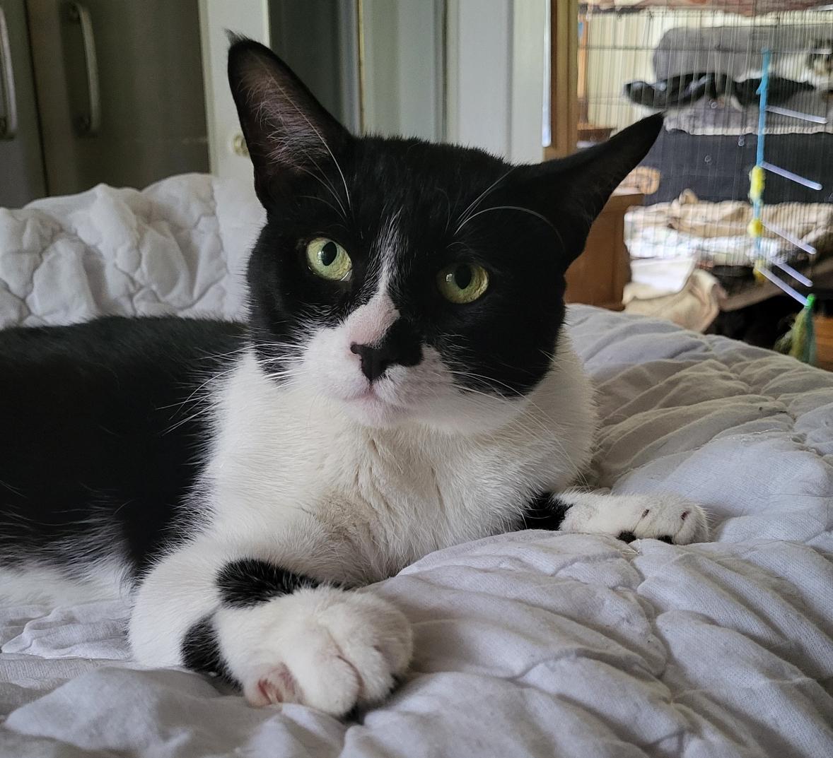 Enlarge Hamish, a Adoptable Domestic Short Hair in Scarborough, ON image 1/1