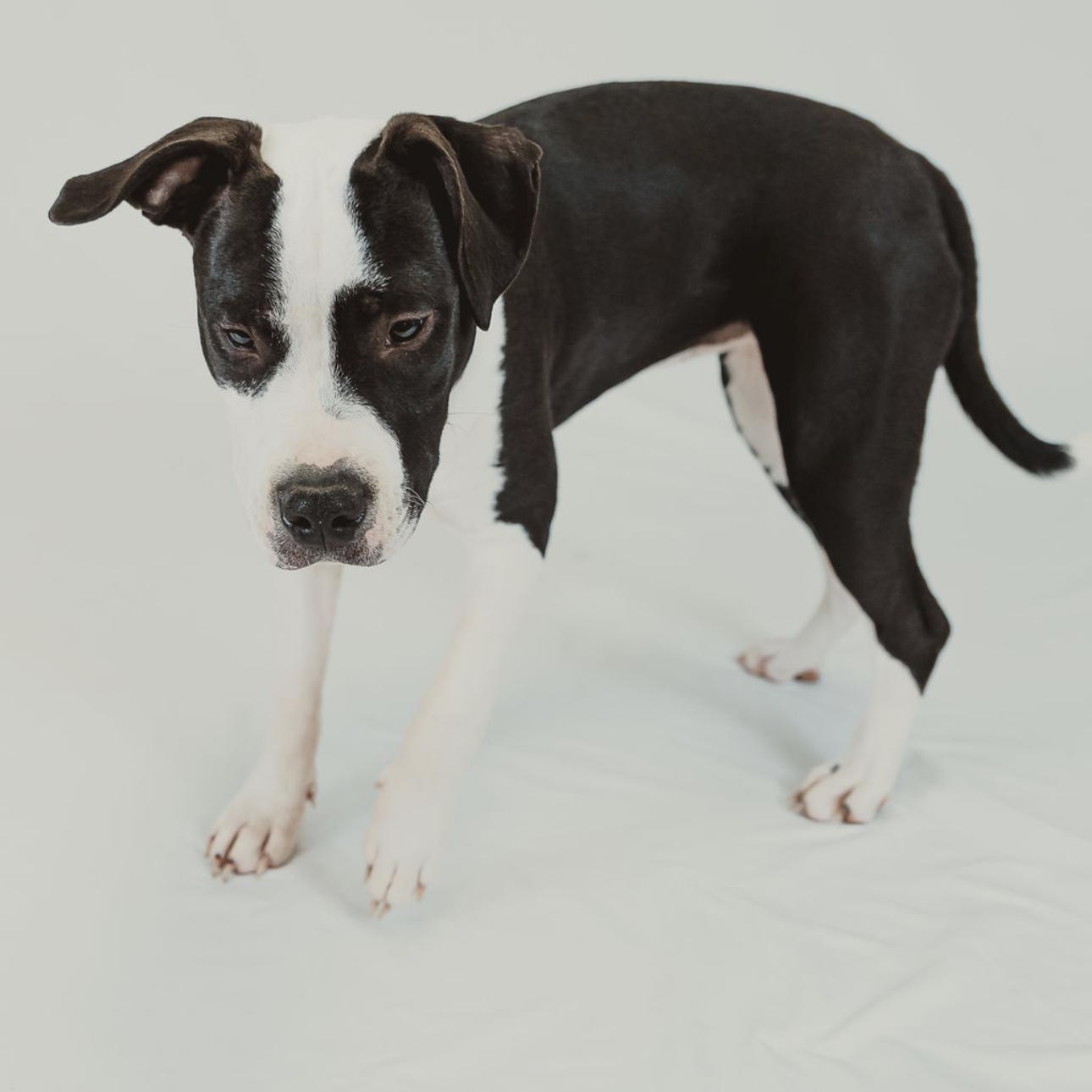 Enlarge Arty, a Adoptable mixed breed in Eau Claire, WI image 3/6