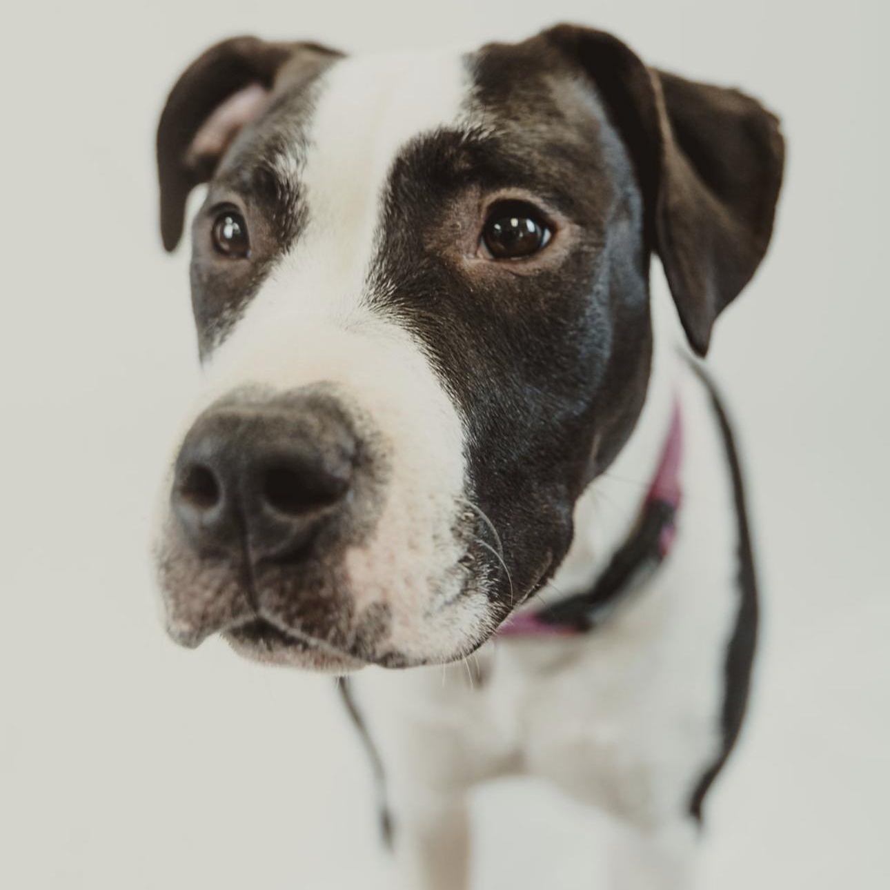 Enlarge Arty, a Adoptable mixed breed in Eau Claire, WI image 4/6