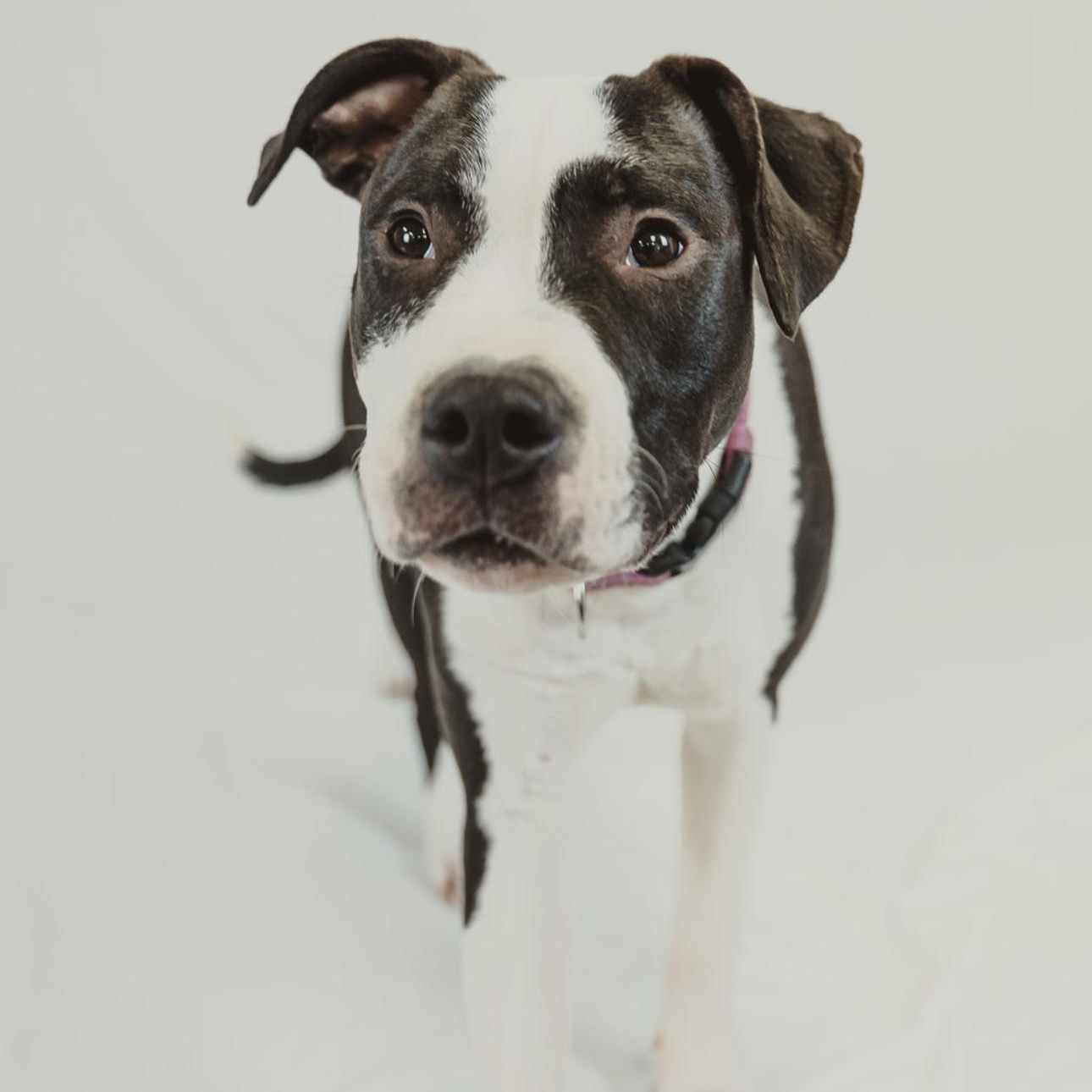 Enlarge Arty, a Adoptable mixed breed in Eau Claire, WI image 1/6