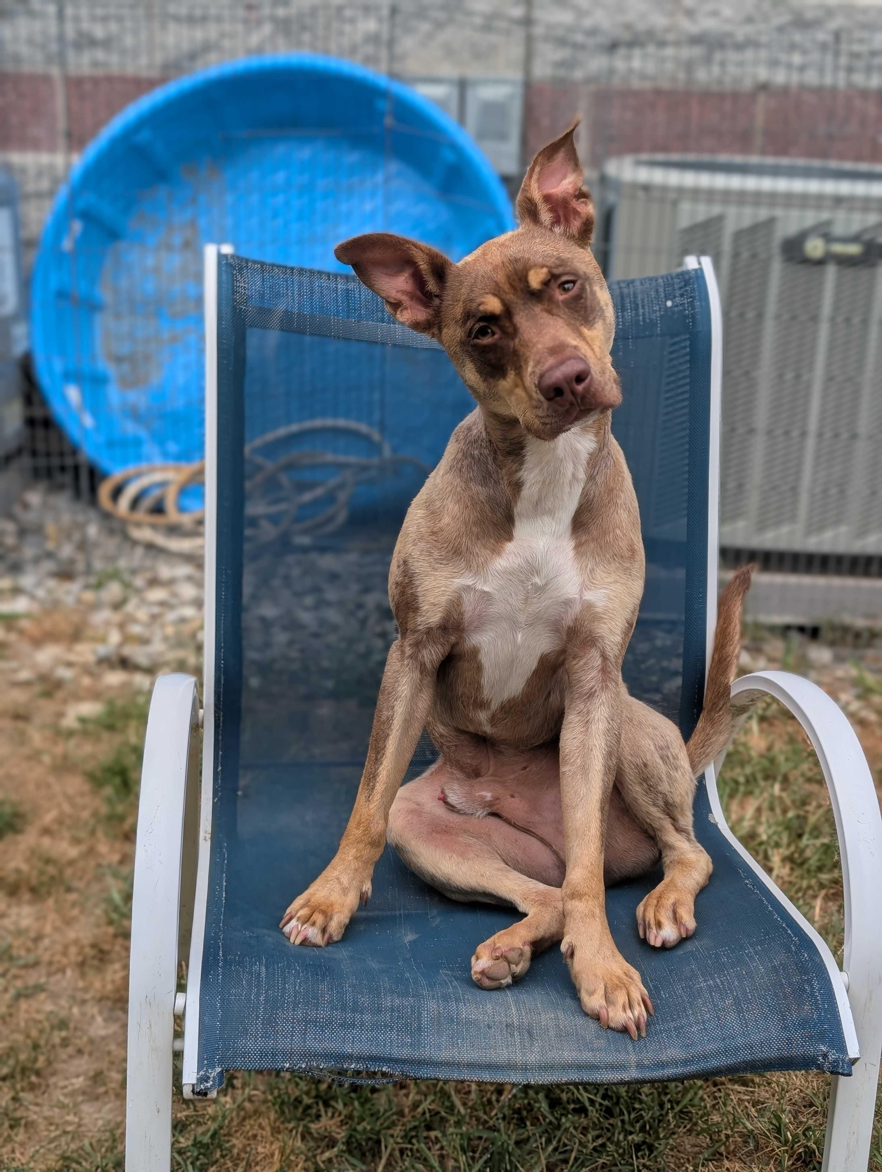 Enlarge Wesley, a Adoptable mixed breed in Lafayette, NJ image 2/7