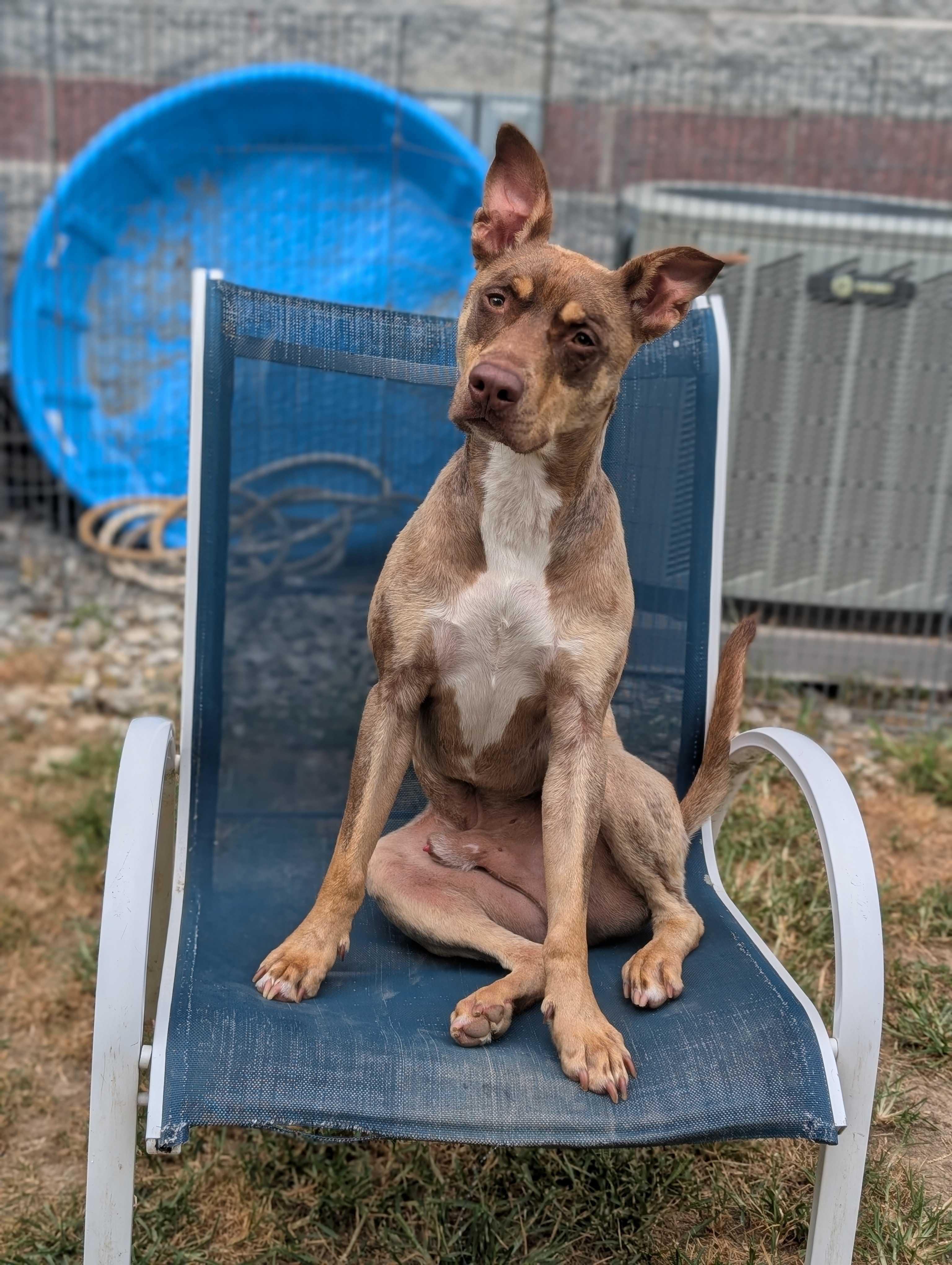 Enlarge Wesley, a Adoptable mixed breed in Lafayette, NJ image 4/7