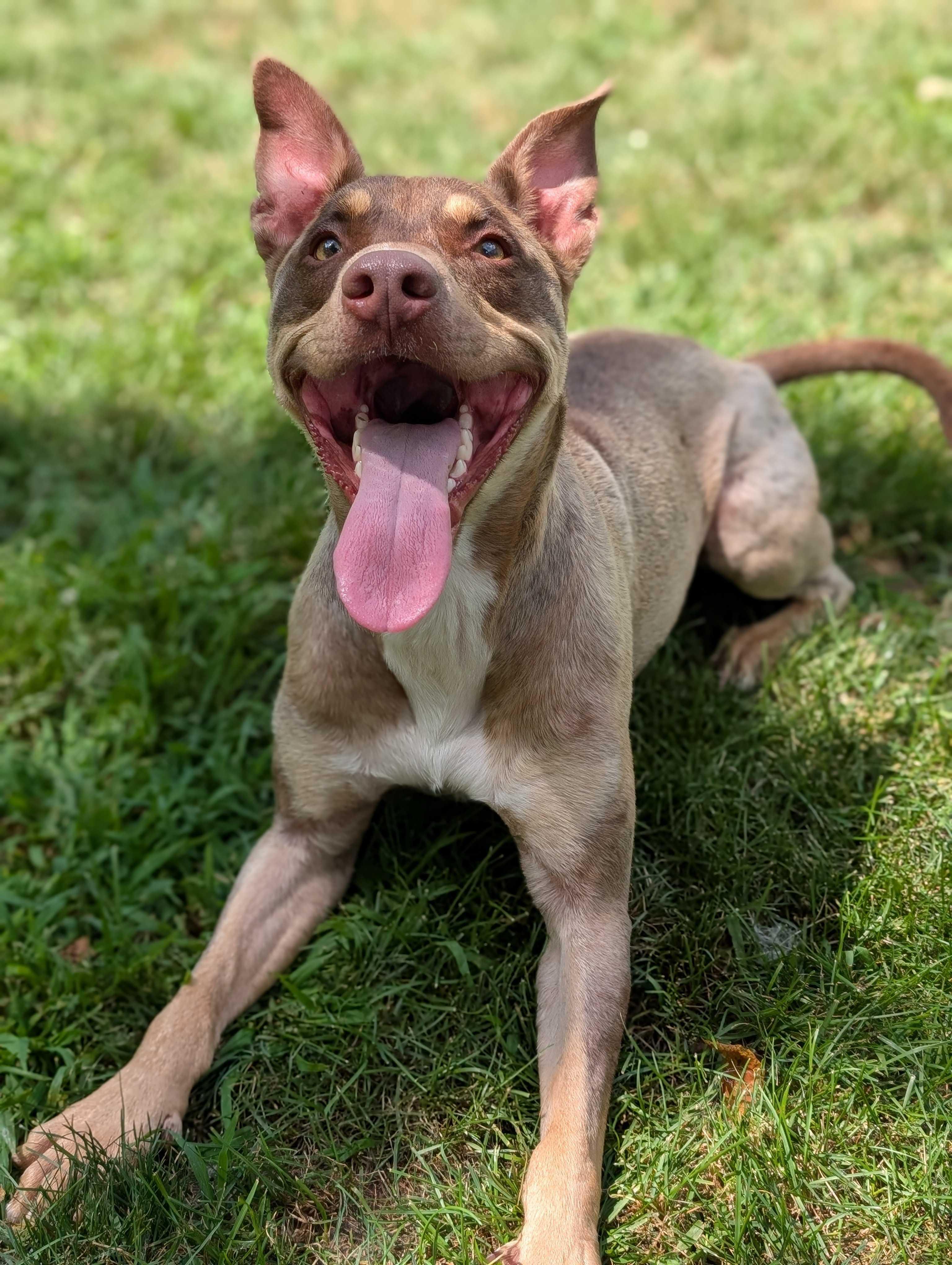 Enlarge Wesley, a Adoptable mixed breed in Lafayette, NJ image 6/7
