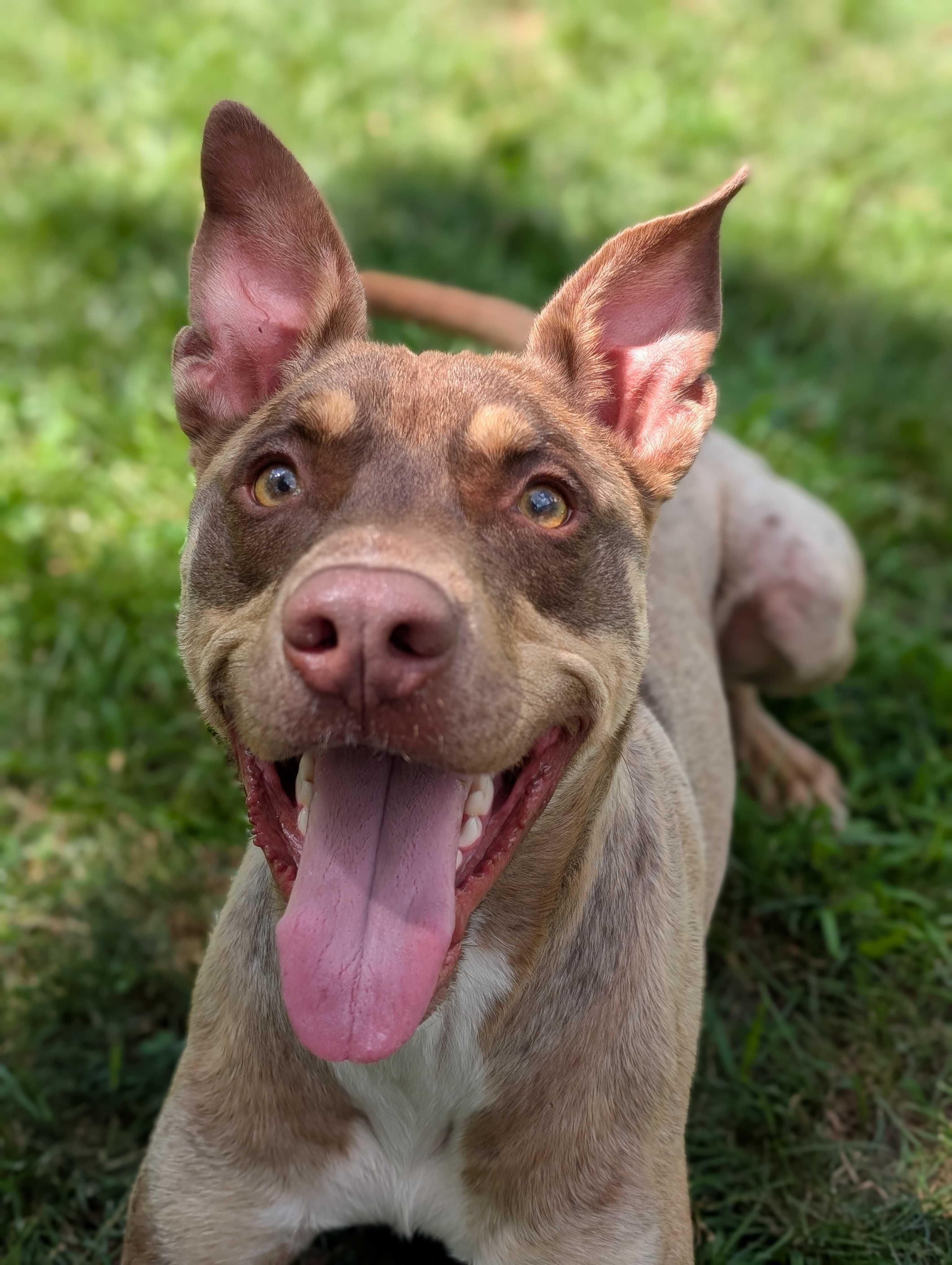 Enlarge Wesley, a Adoptable mixed breed in Lafayette, NJ image 1/7