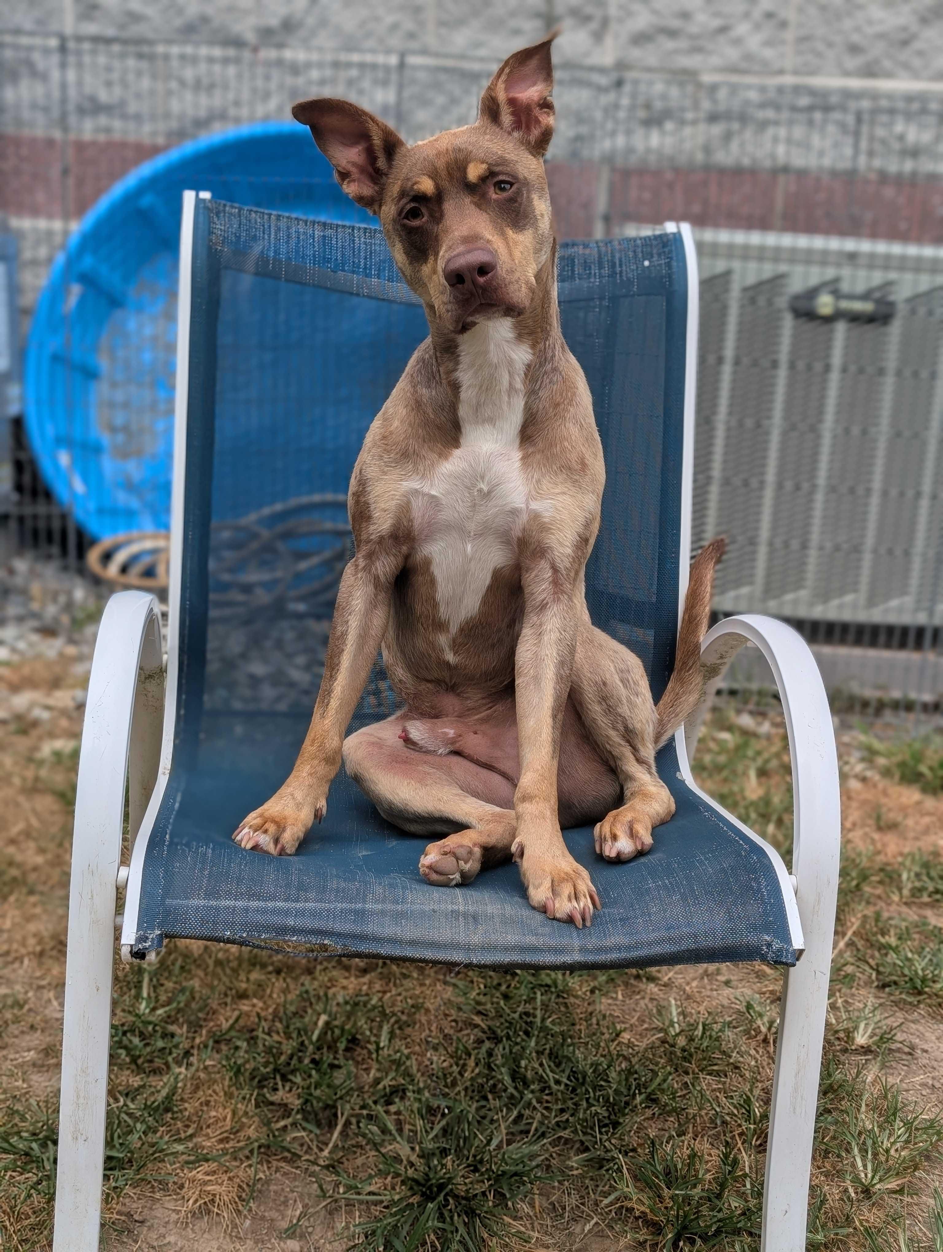 Wesley, an adoptable Doberman Pinscher in Lafayette, NJ, 07848 | Photo Image 8