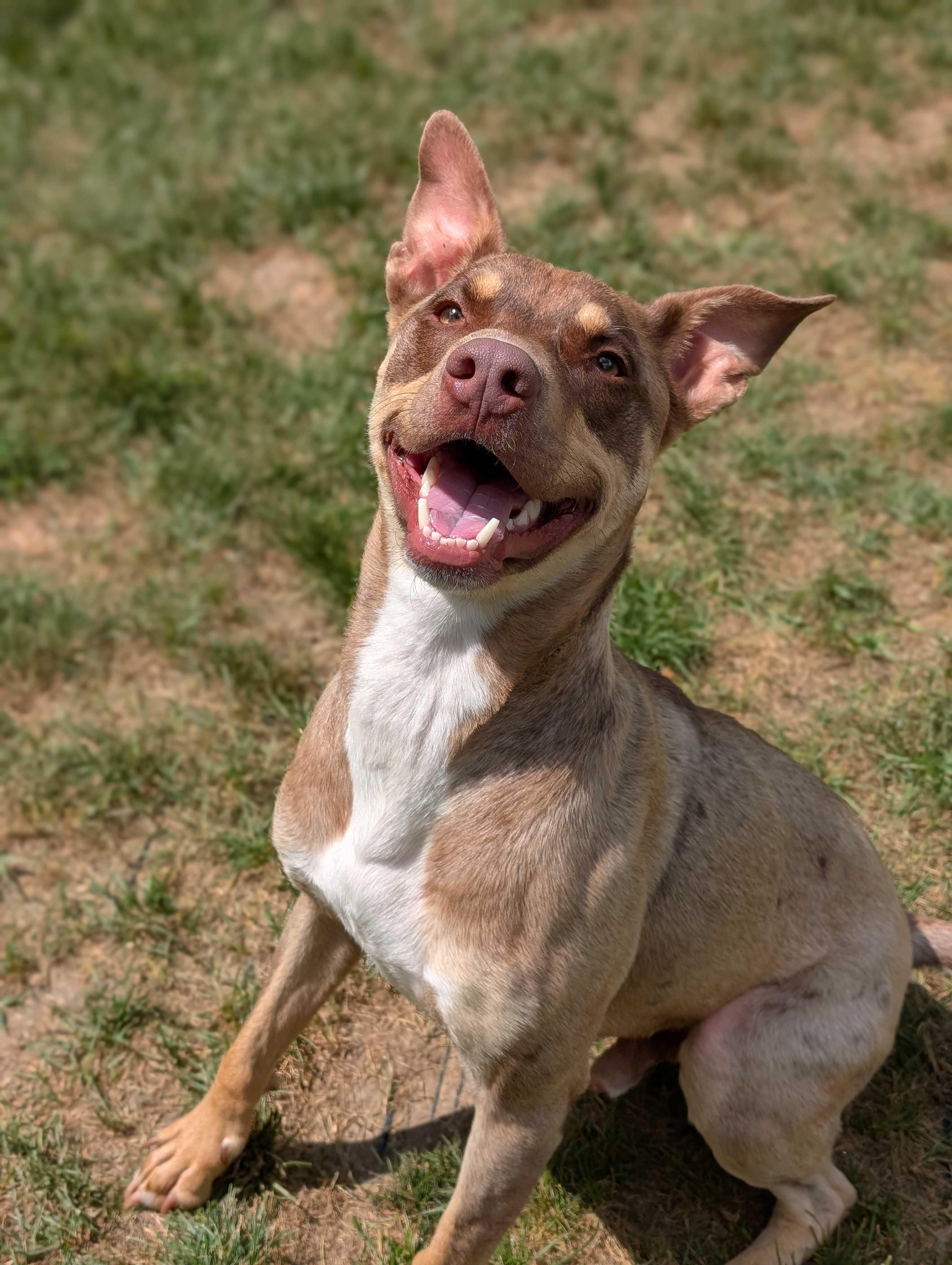 Enlarge Wesley, a Adoptable mixed breed in Lafayette, NJ image 7/7